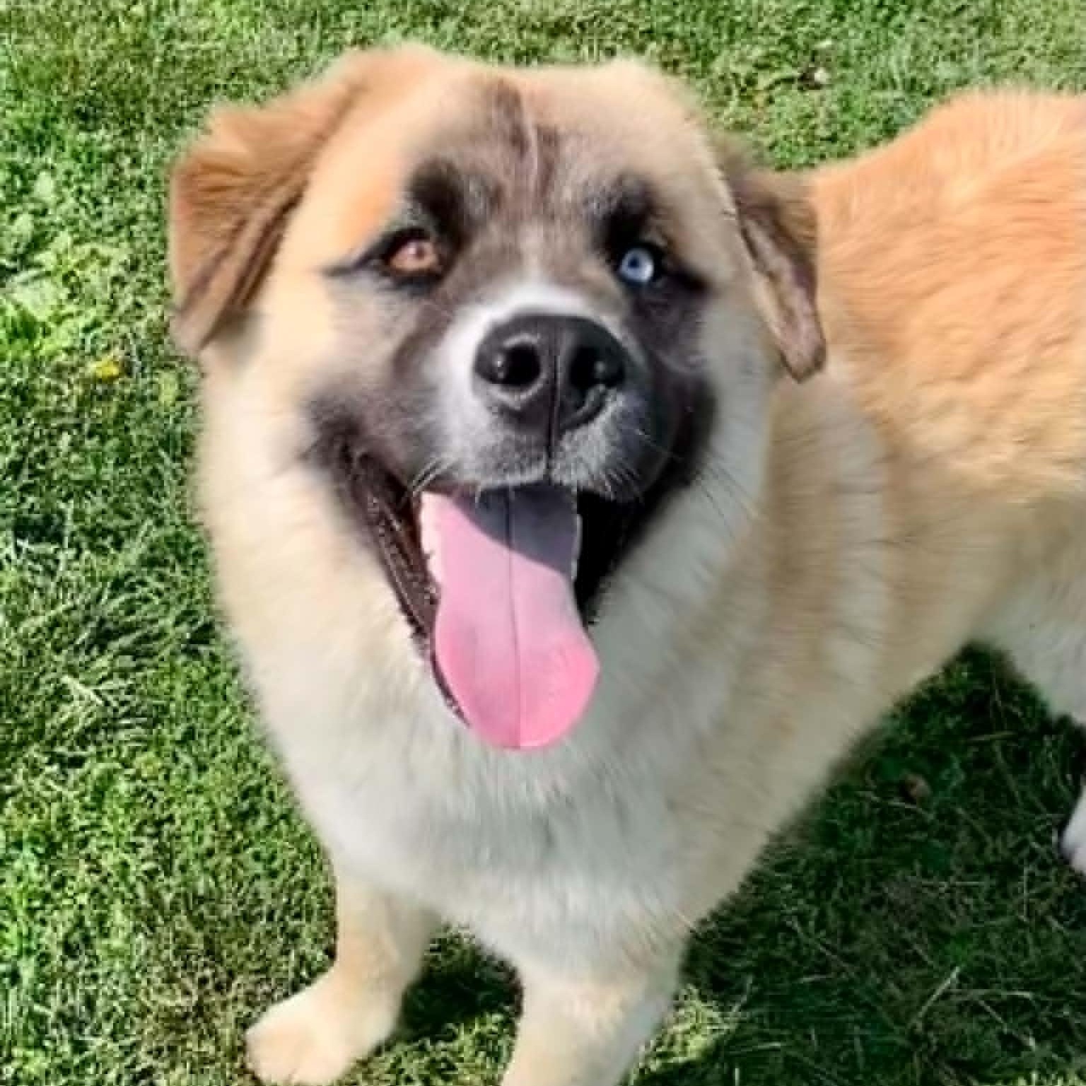 Graham, an adopted mixed breed in Rushville, IL image 1/2