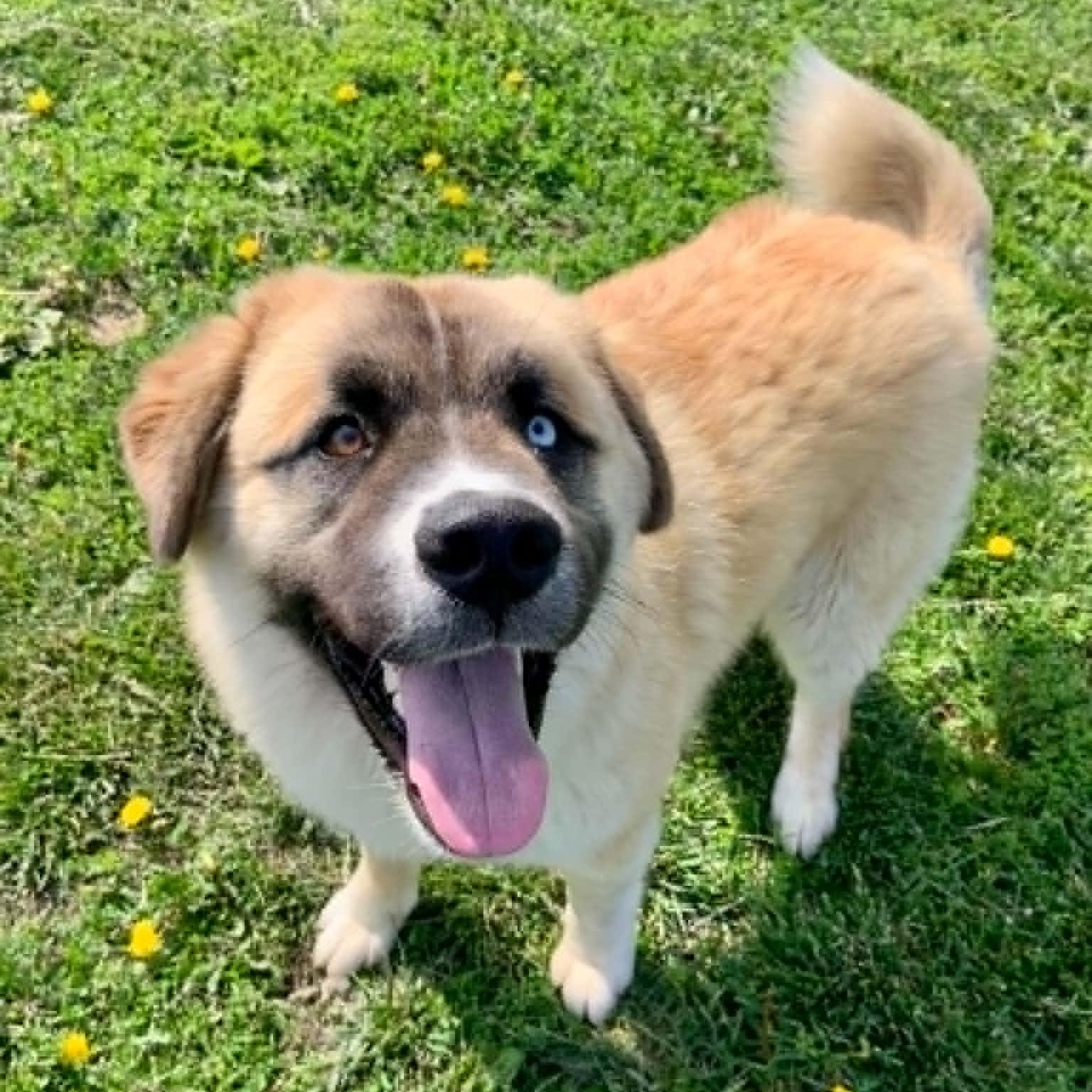Graham, an adopted mixed breed in Rushville, IL image 2/2