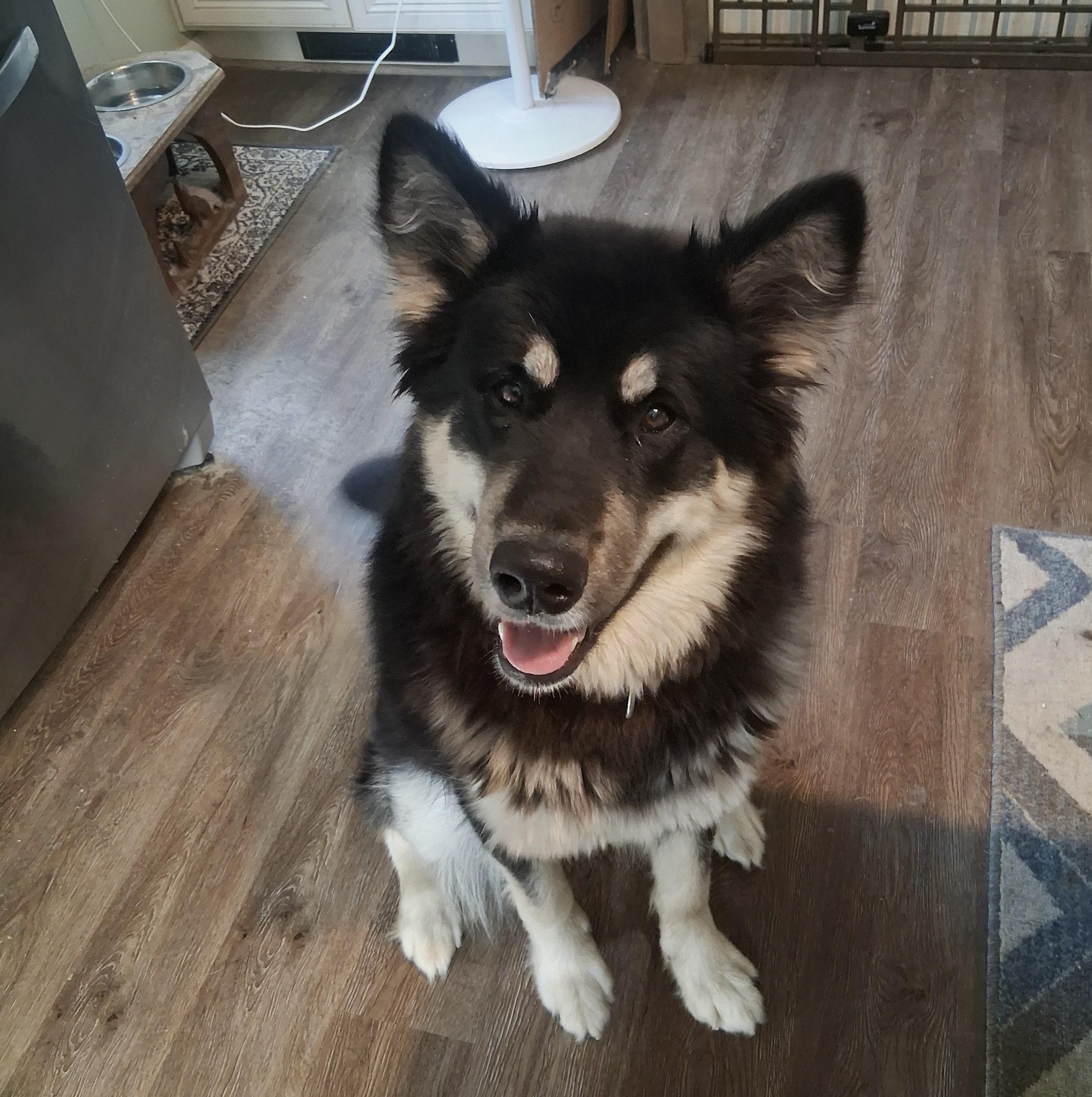 River, a ADOPTABLE Alaskan Malamute in Gaithersburg, MD image 4/5