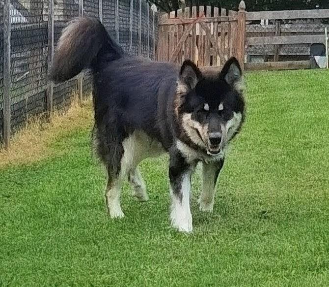 River, a ADOPTABLE Alaskan Malamute in Gaithersburg, MD image 5/5