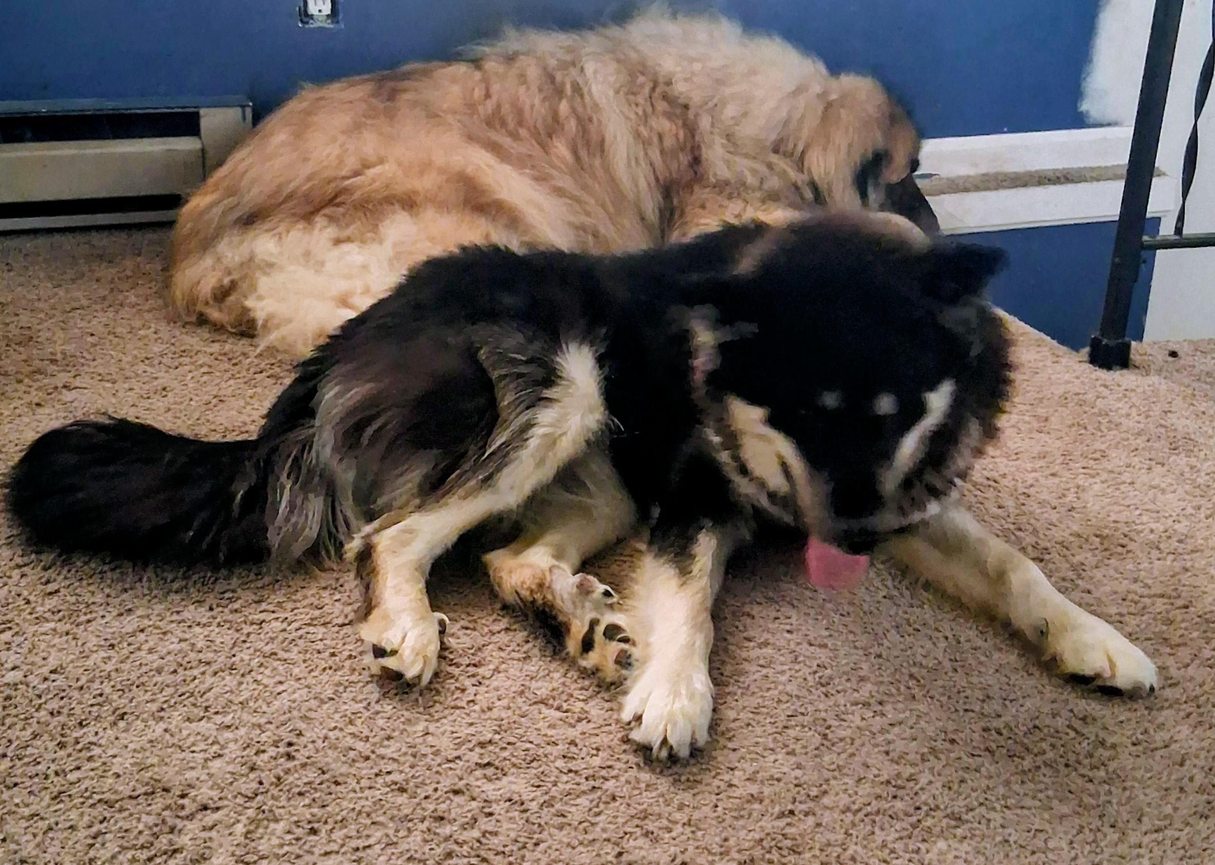 River, a ADOPTABLE Alaskan Malamute in Gaithersburg, MD image 2/5