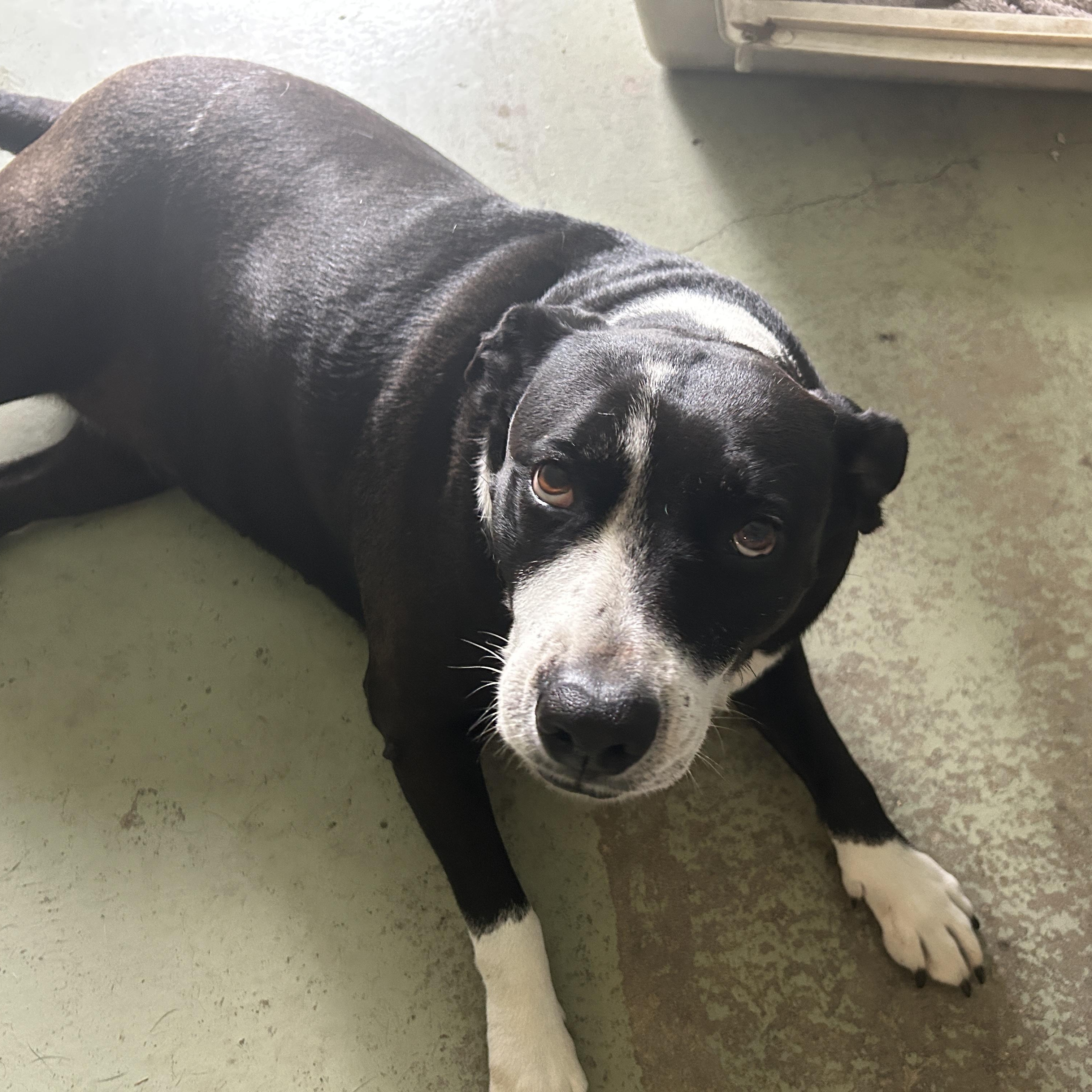 Nalla, a Adoptable mixed breed in Sebring, FL image 5/6