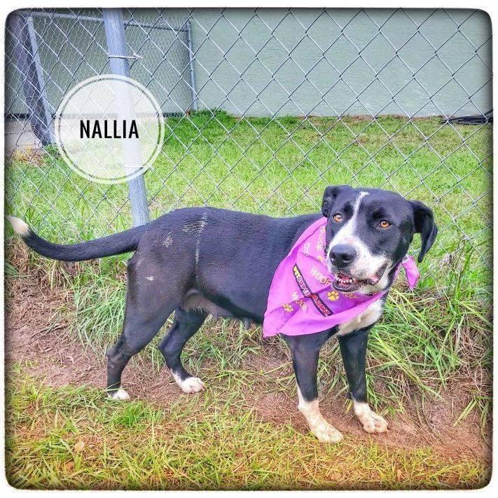 Nalla, a Adoptable mixed breed in Sebring, FL image 1/6