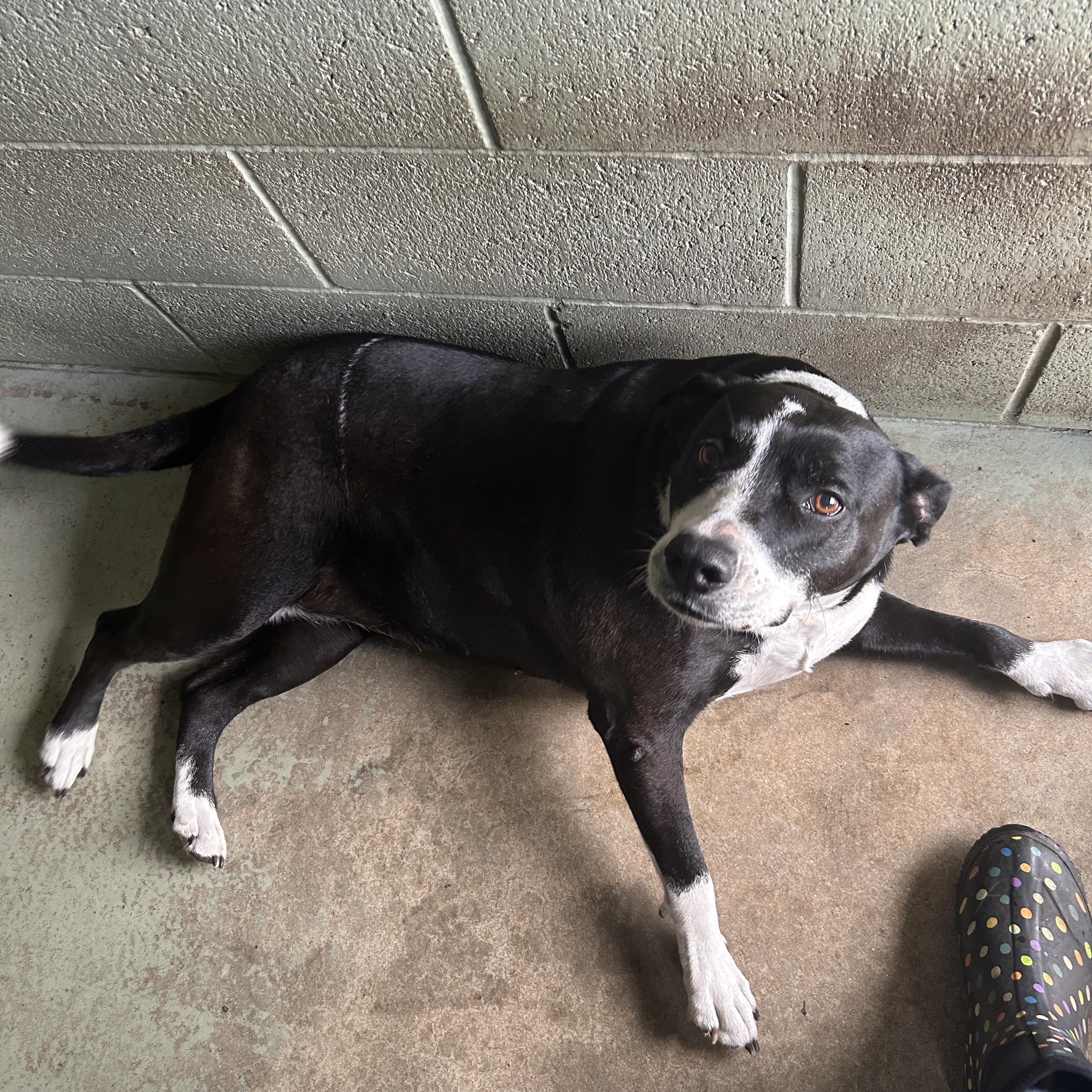 Nalla, a Adoptable mixed breed in Sebring, FL image 2/6