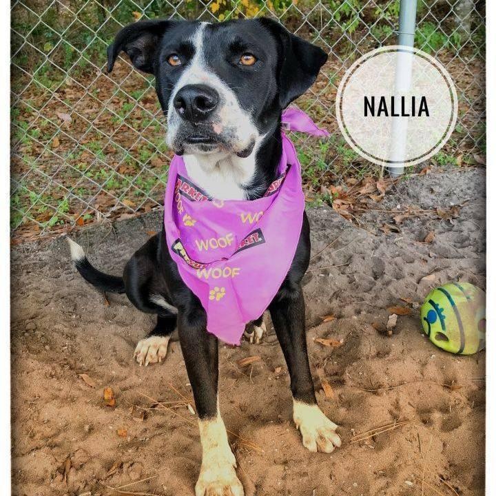 Nalla, a Adoptable mixed breed in Sebring, FL image 6/6