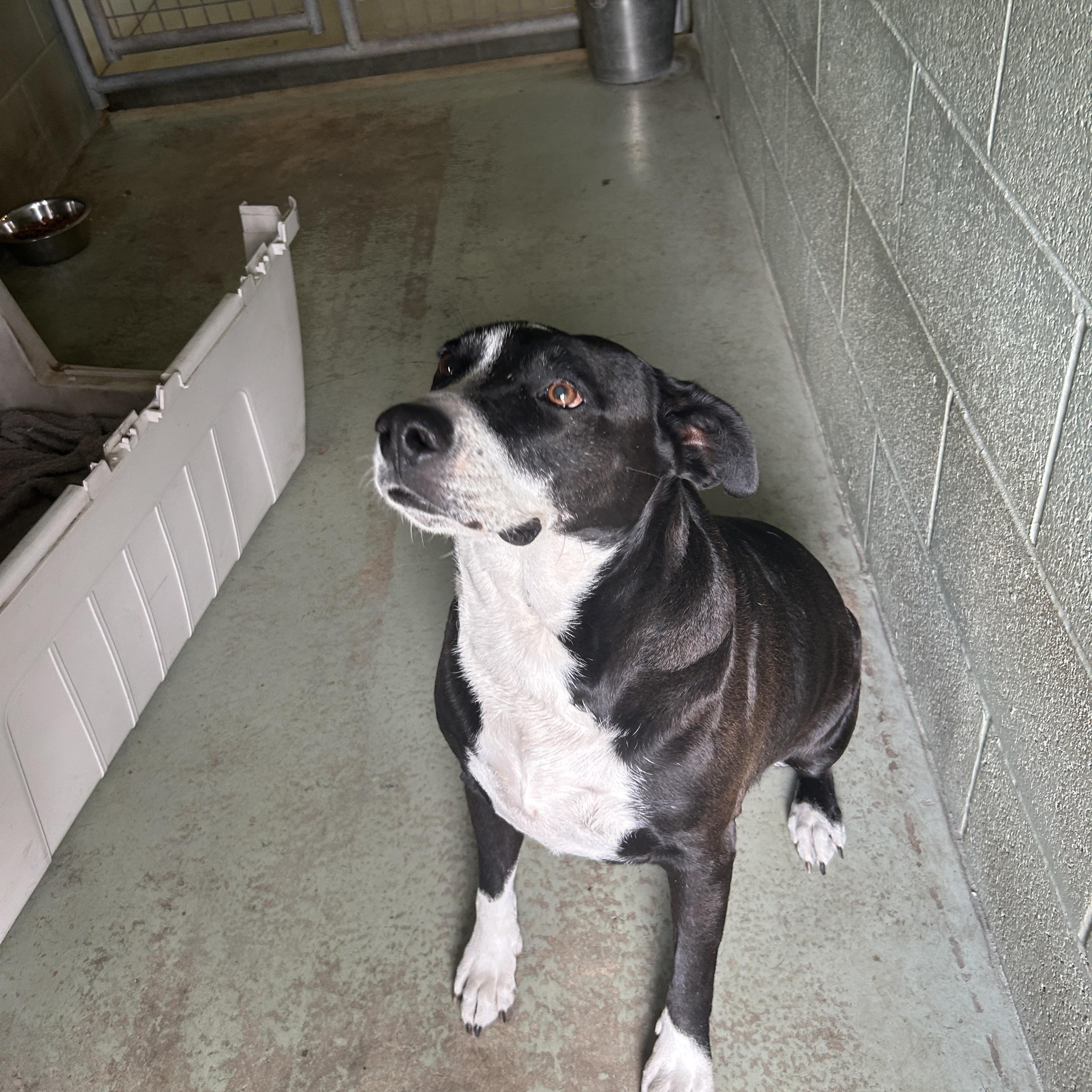 Nalla, a Adoptable mixed breed in Sebring, FL image 3/6