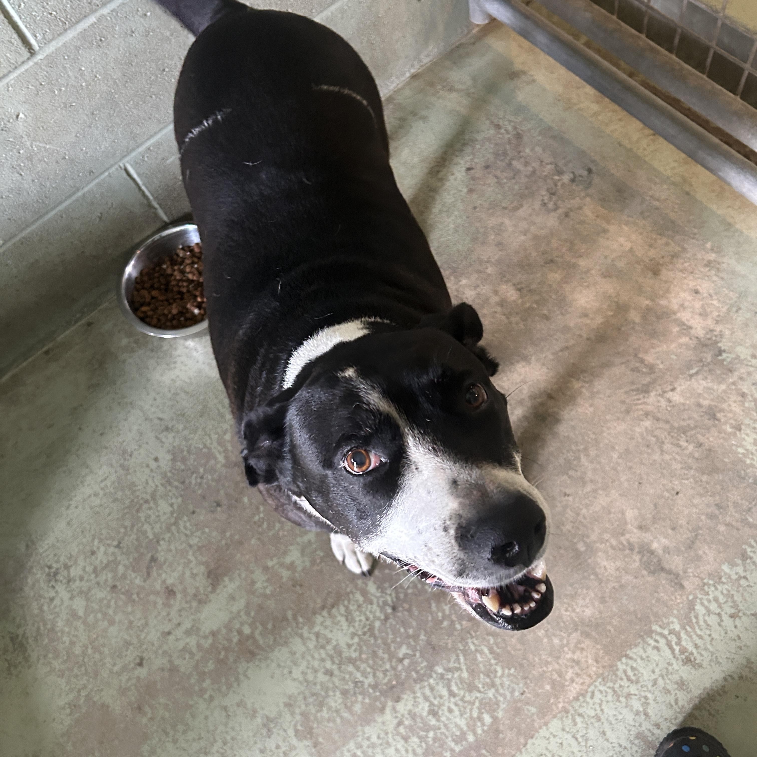 Nalla, a Adoptable mixed breed in Sebring, FL image 4/6