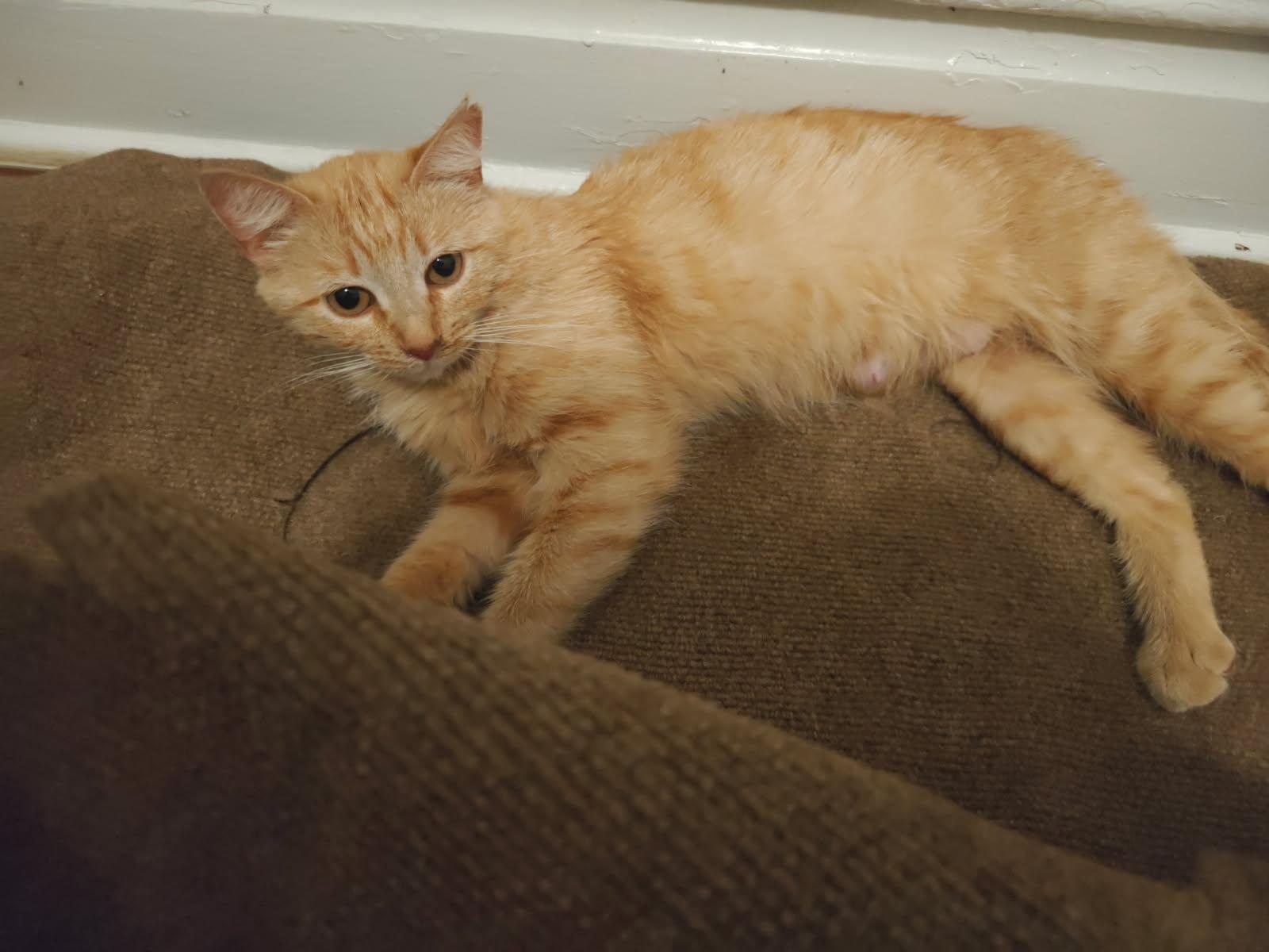 Enlarge Peach, a ADOPTABLE Domestic Short Hair in St. Clair, MO image 1/2