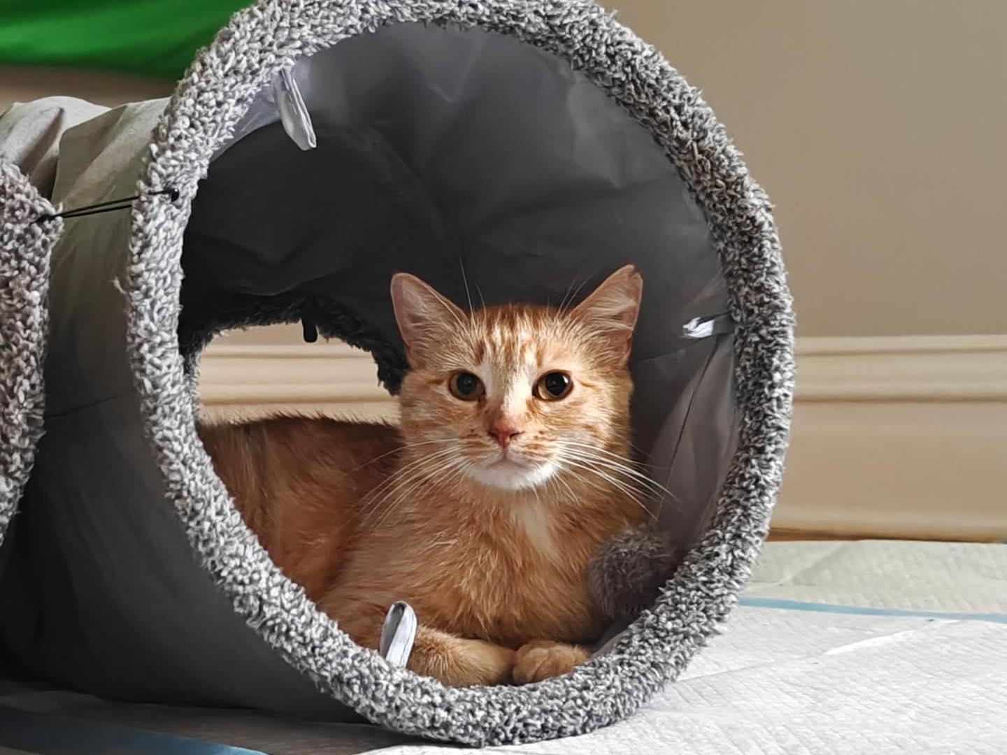 Enlarge Peach, a ADOPTABLE Domestic Short Hair in St. Clair, MO image 2/2