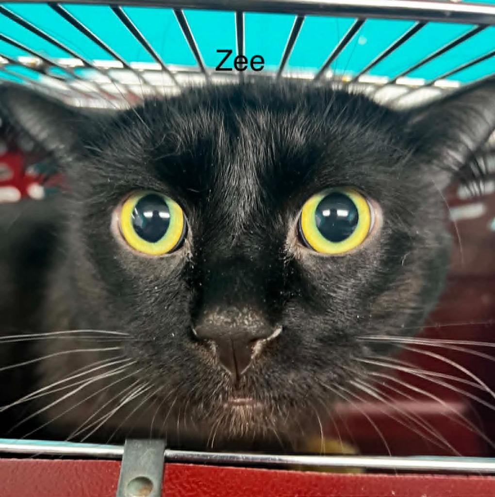 Zee, Adoptable, Young Male Domestic Medium Hair.