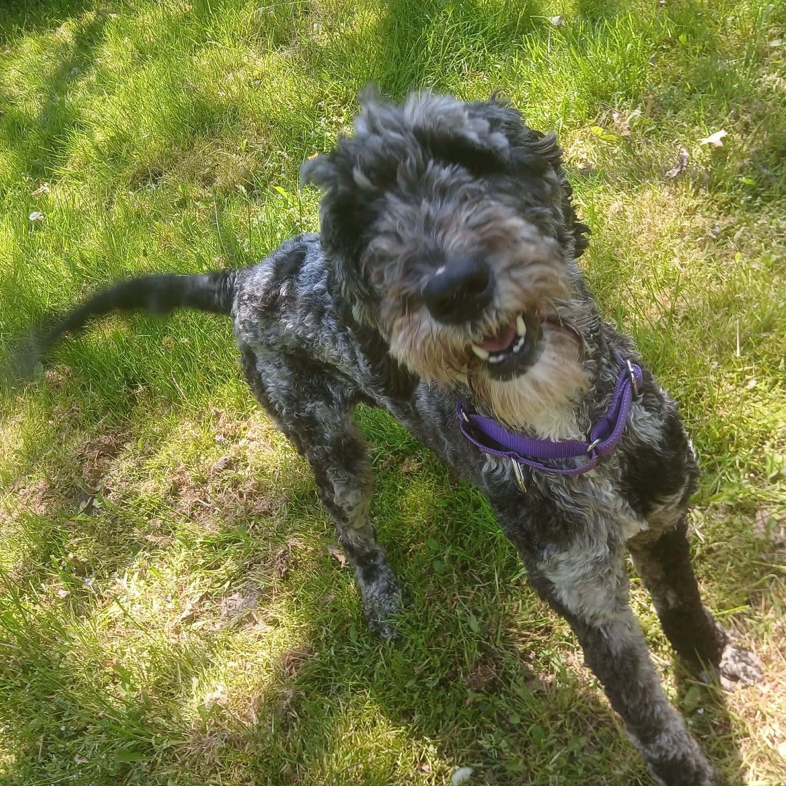 Nyla, an adopted mixed breed in Saugerties, NY image 6/6