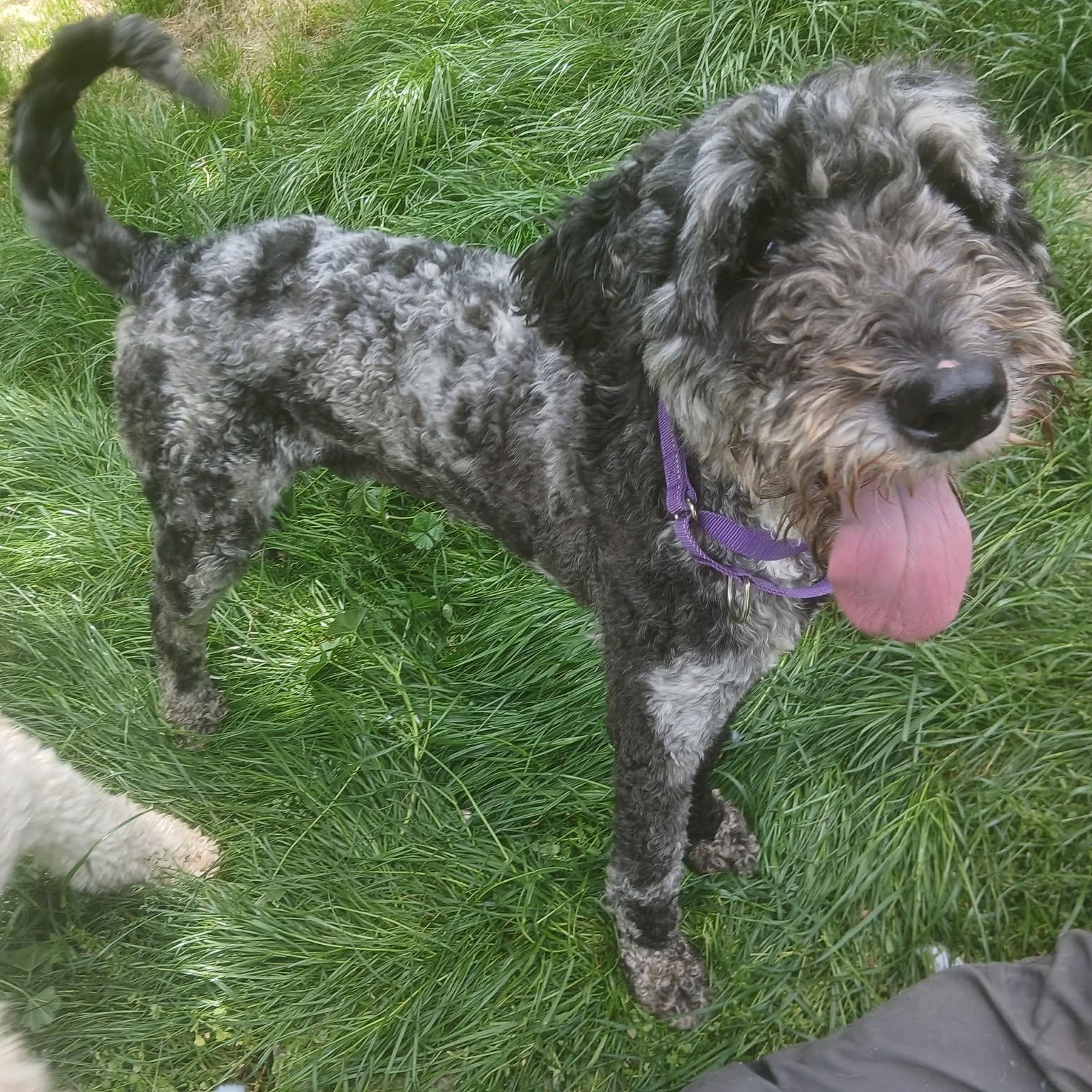 Nyla, an adopted mixed breed in Saugerties, NY image 1/6