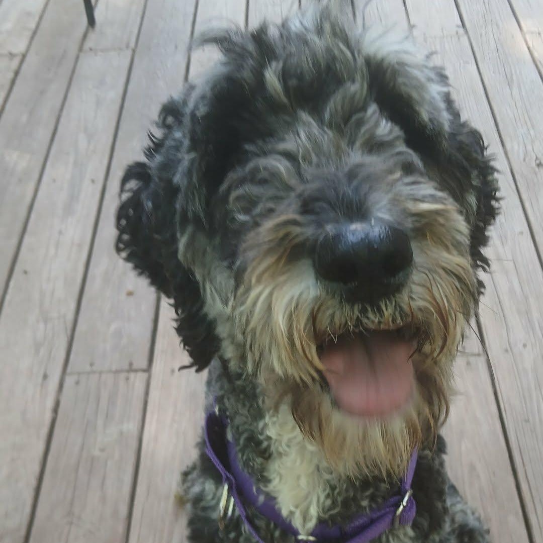 Nyla, an adopted mixed breed in Saugerties, NY image 2/6