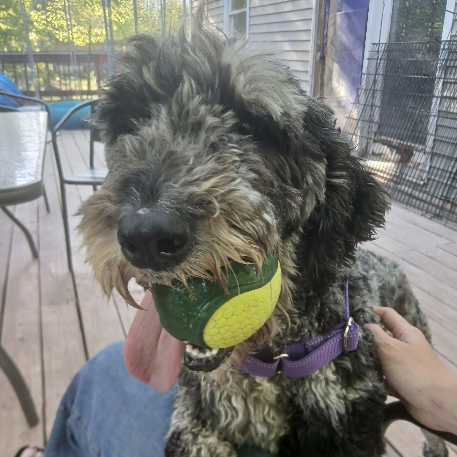 Nyla, an adopted mixed breed in Saugerties, NY image 3/6