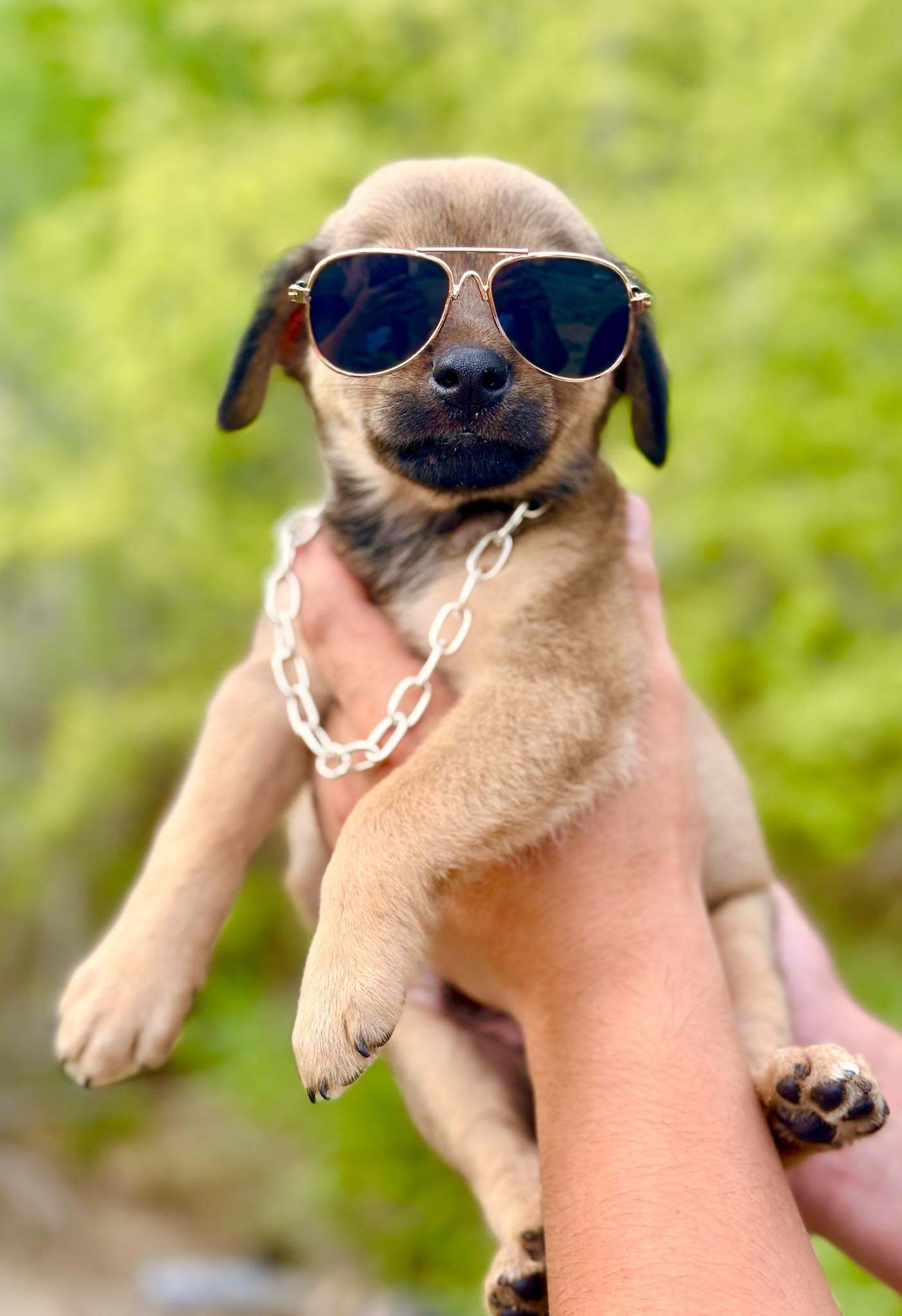 Enlarge Benedict, an adopted mixed breed in Boston, MA image 2/6