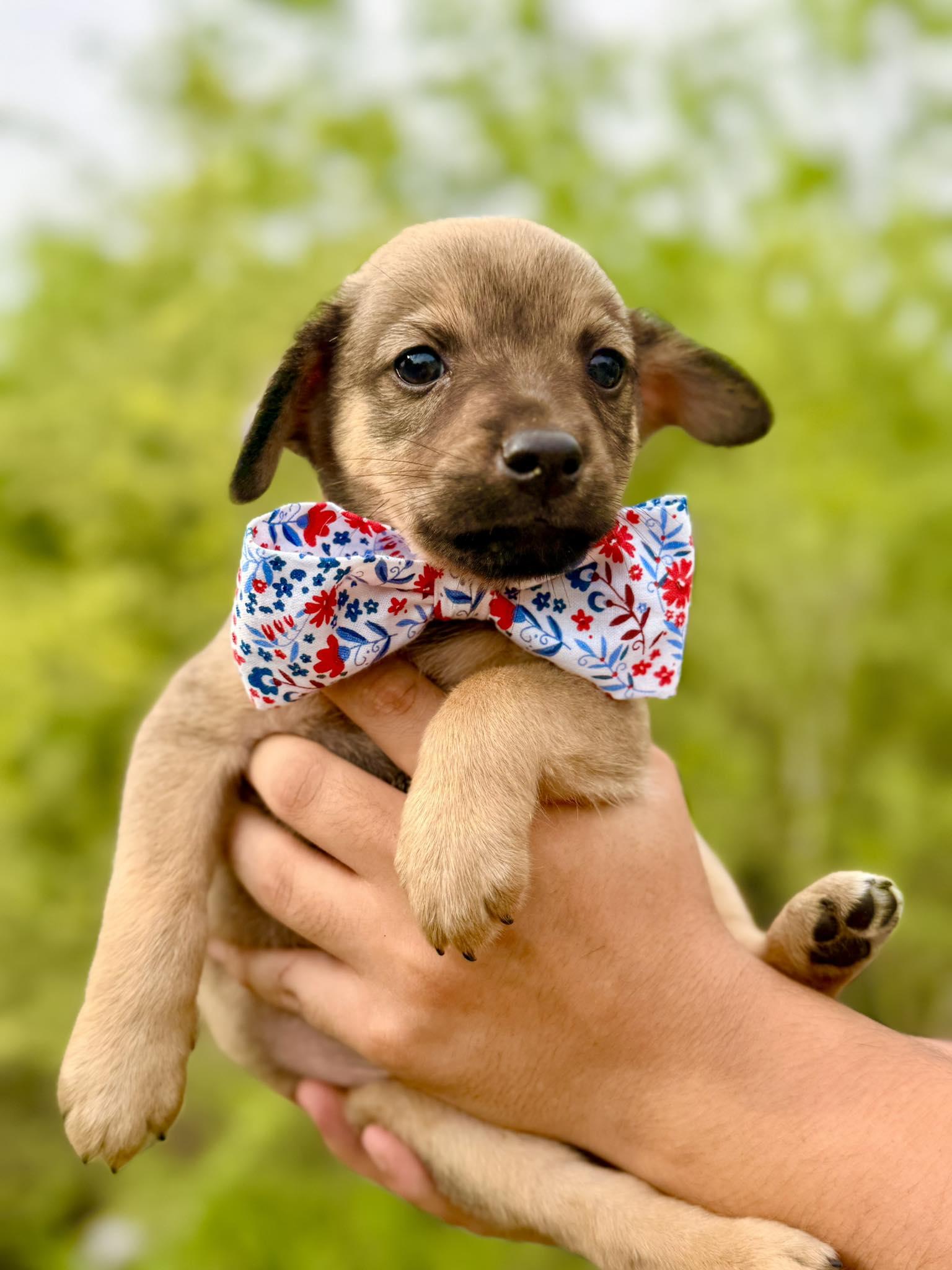Benedict, adopted, Puppy Male Chihuahua.