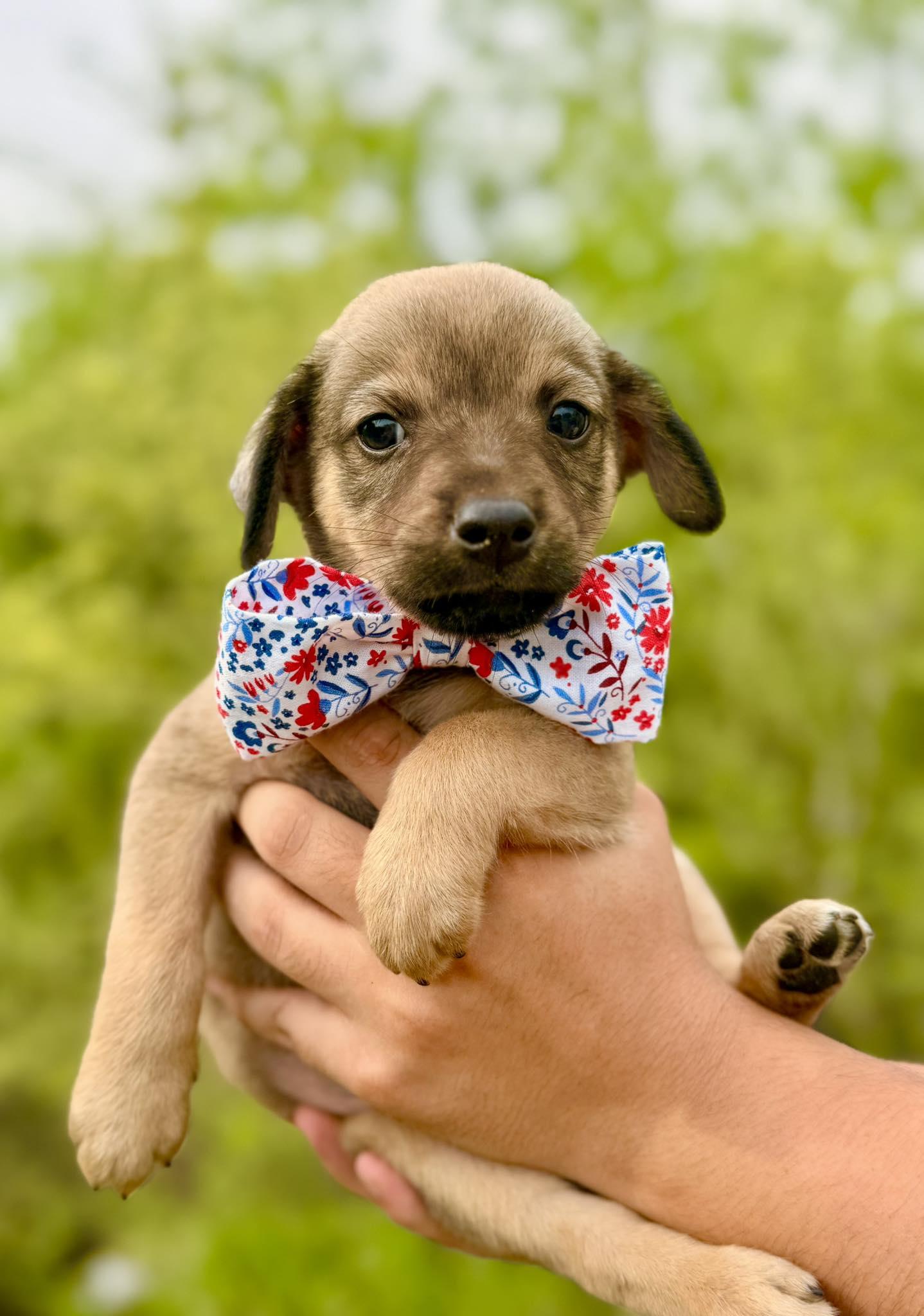 Enlarge Benedict, an adopted mixed breed in Boston, MA image 5/6