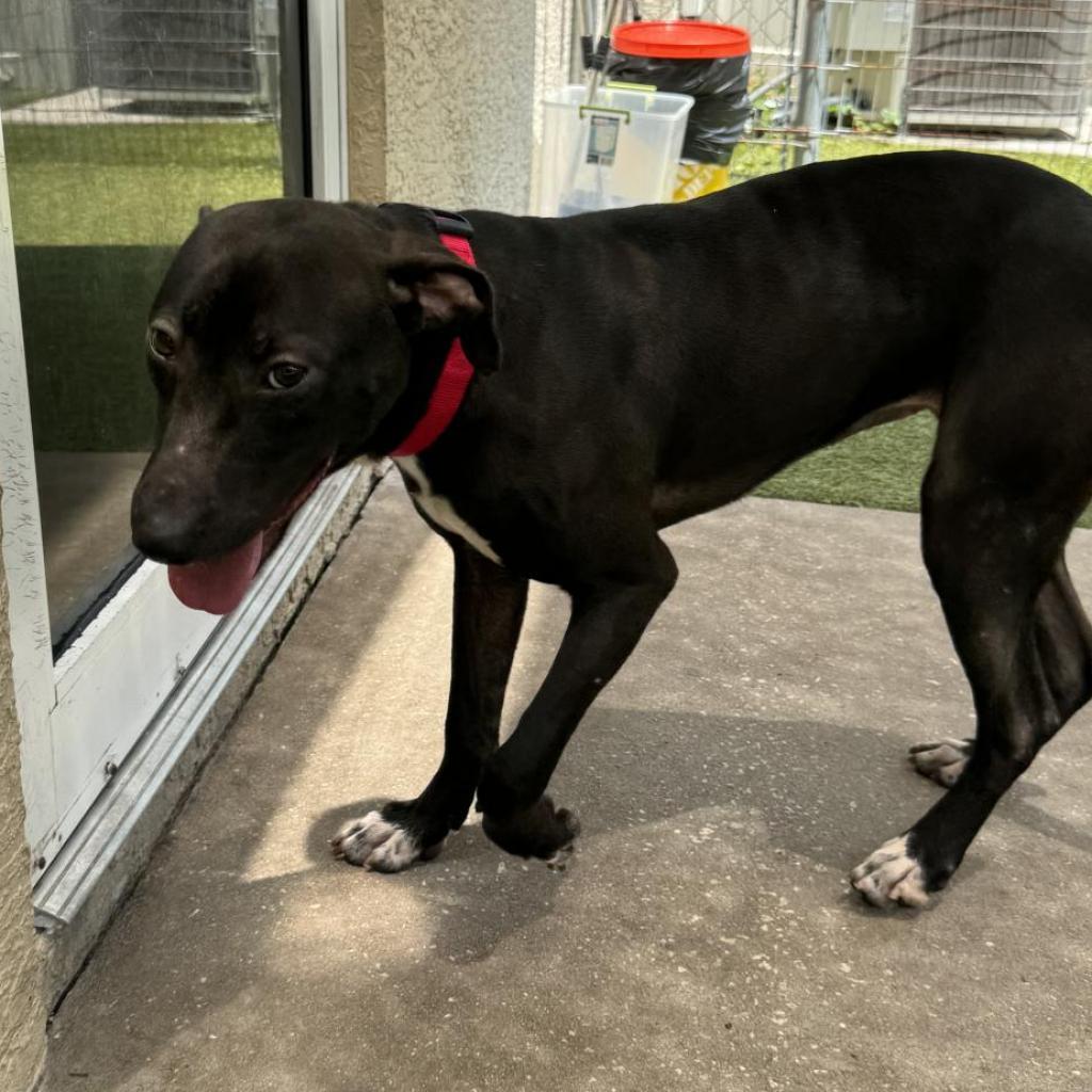 Enlarge Georgia, a Adoptable mixed breed in Titusville, FL image 1/4