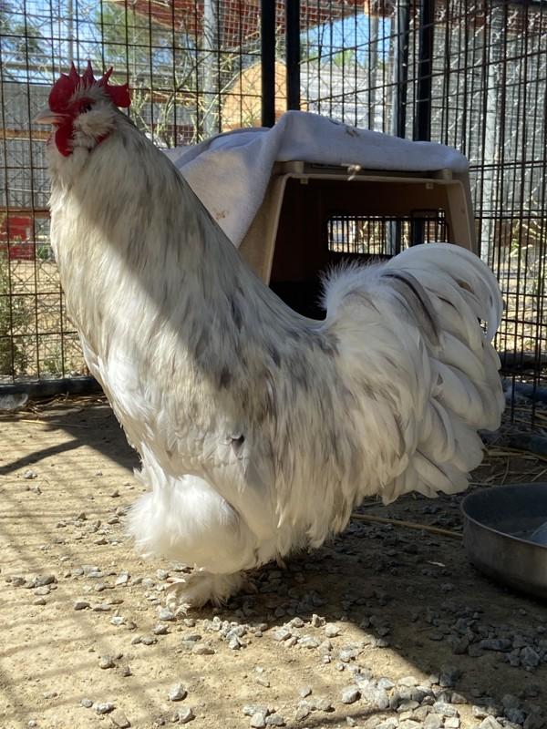 Ham, Adoptable, Adult Male Chicken.