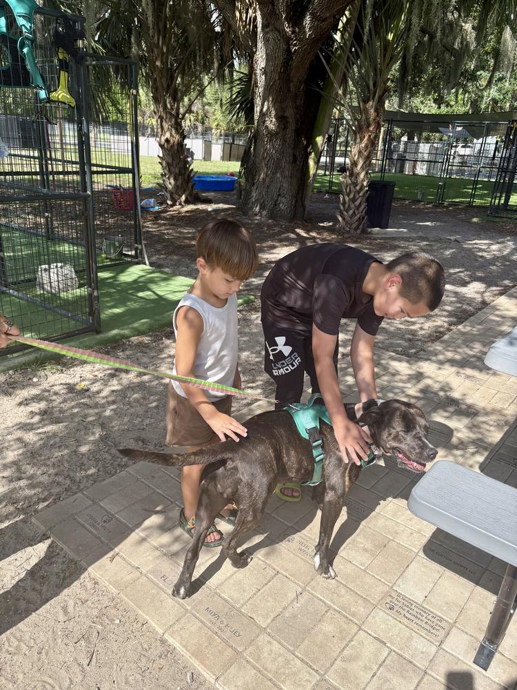 Donatella, Adoptable, Senior Female Staffordshire Bull Terrier.