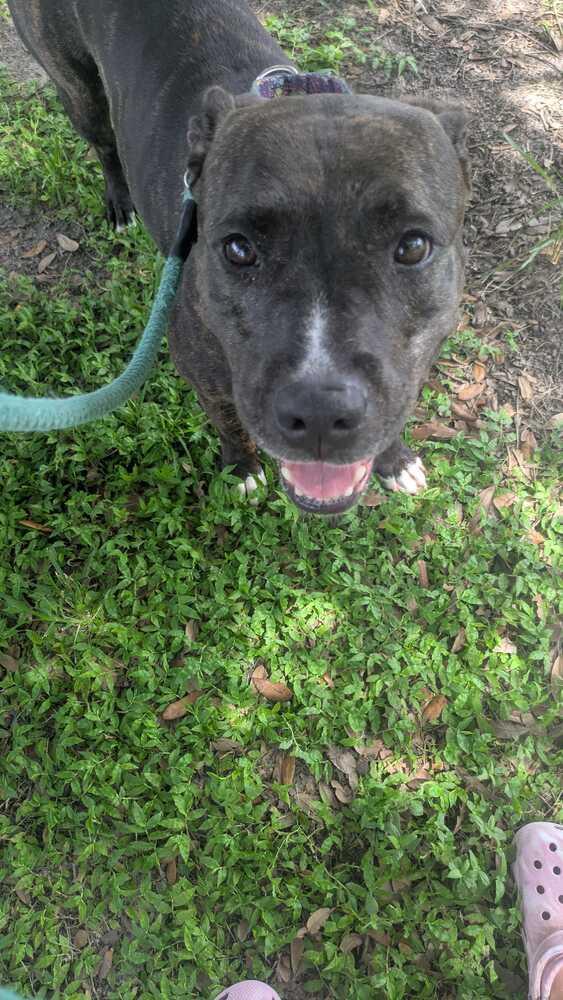 Enlarge Donatella, a Adoptable mixed breed in Lakeland, FL image 2/6