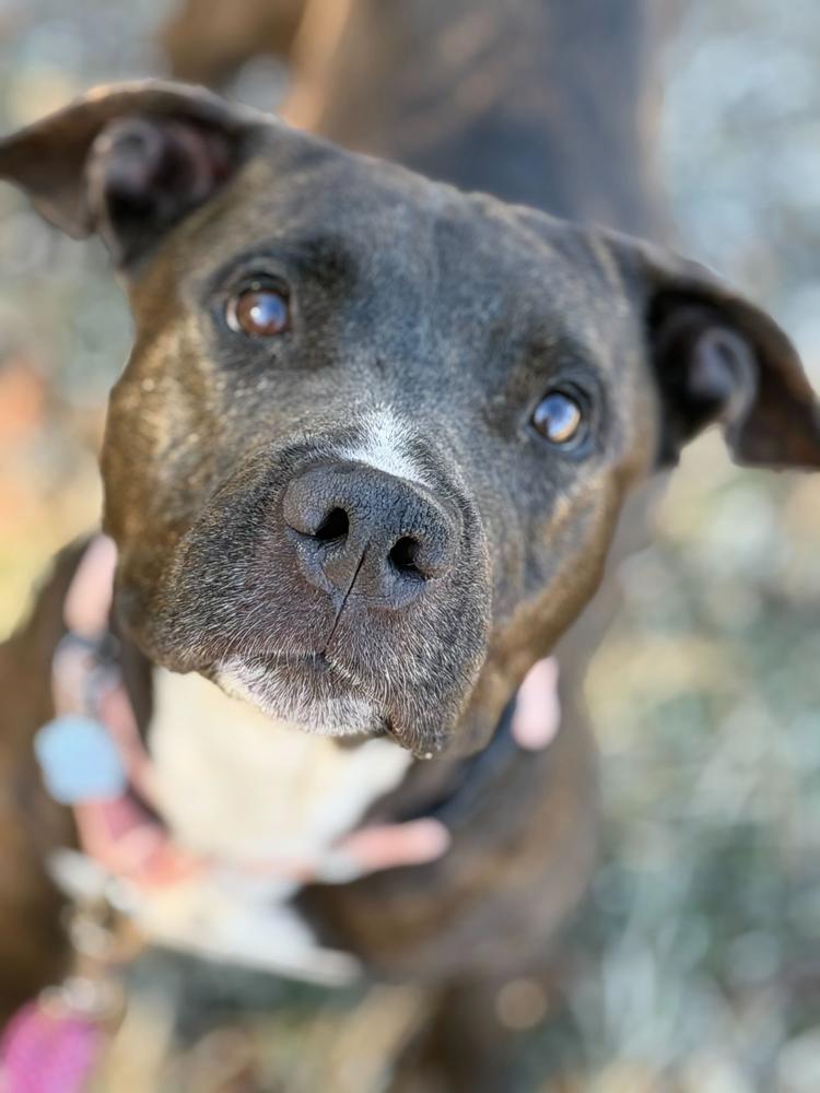 Enlarge Donatella, a Adoptable mixed breed in Lakeland, FL image 3/6