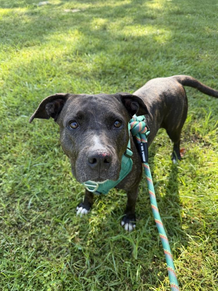 Enlarge Donatella, a Adoptable mixed breed in Lakeland, FL image 4/6