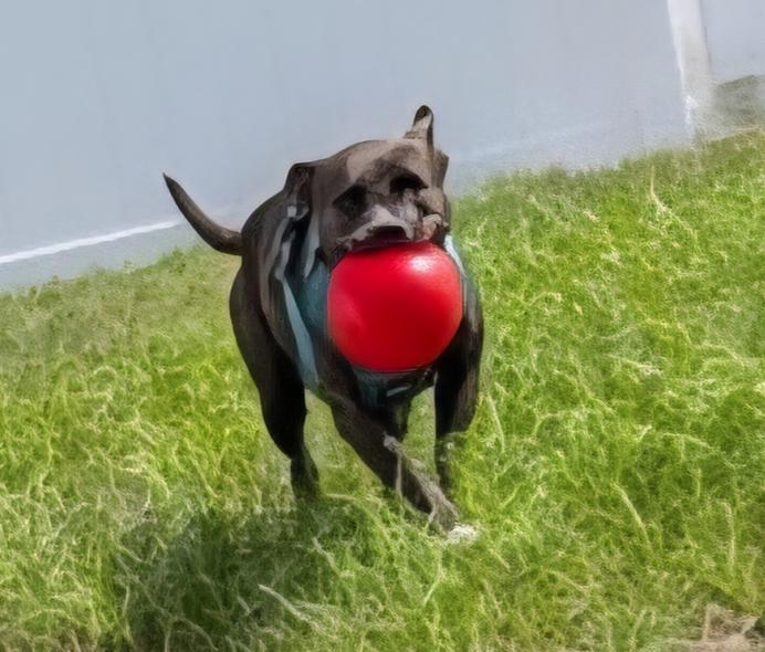 Enlarge Donatella, a Adoptable mixed breed in Lakeland, FL image 5/6