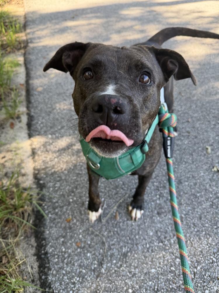 Enlarge Donatella, a Adoptable mixed breed in Lakeland, FL image 6/6