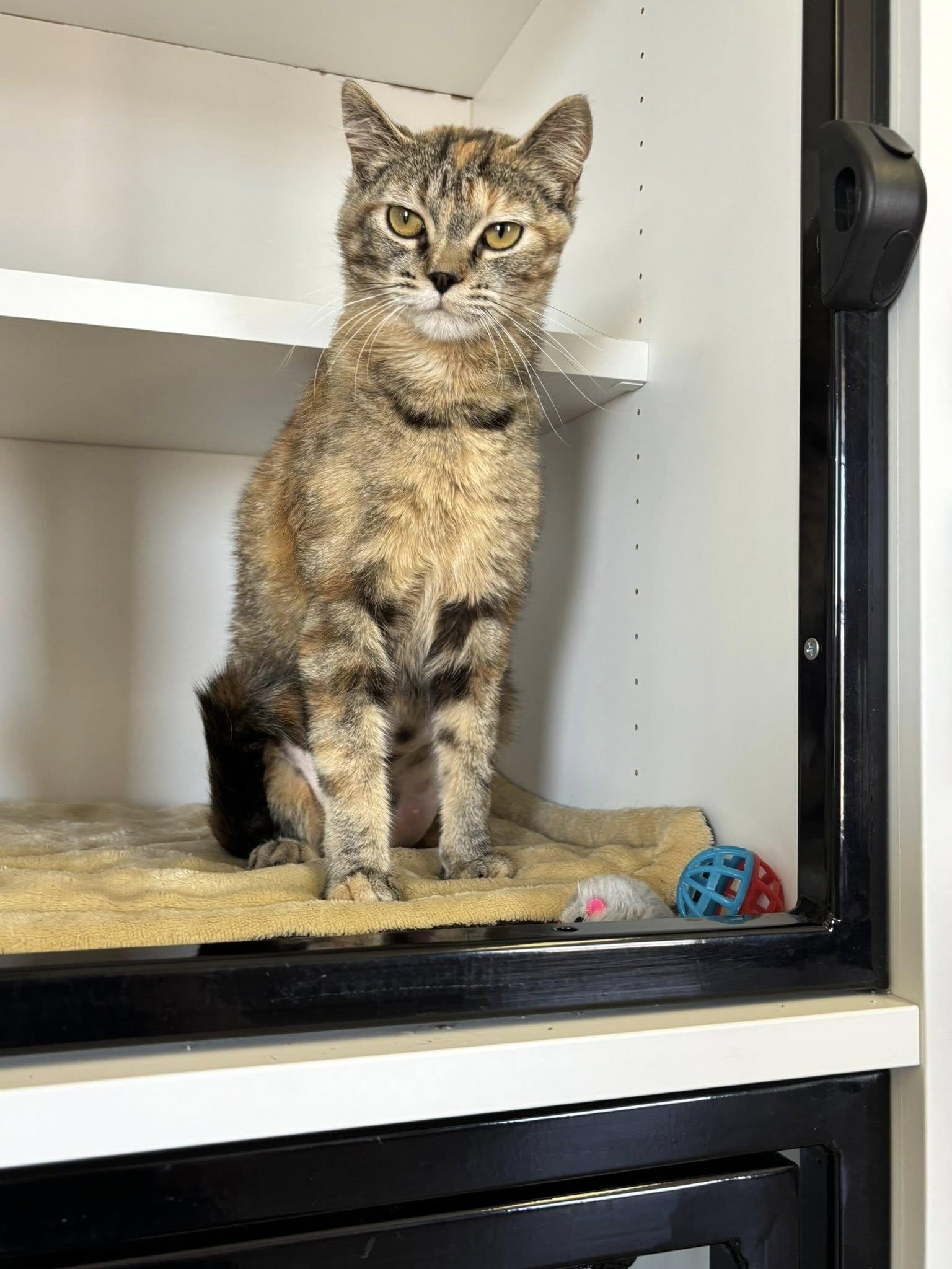 Curly fry, an adoptable Domestic Short Hair in Rock Springs, WY, 82901 | Photo Image 2