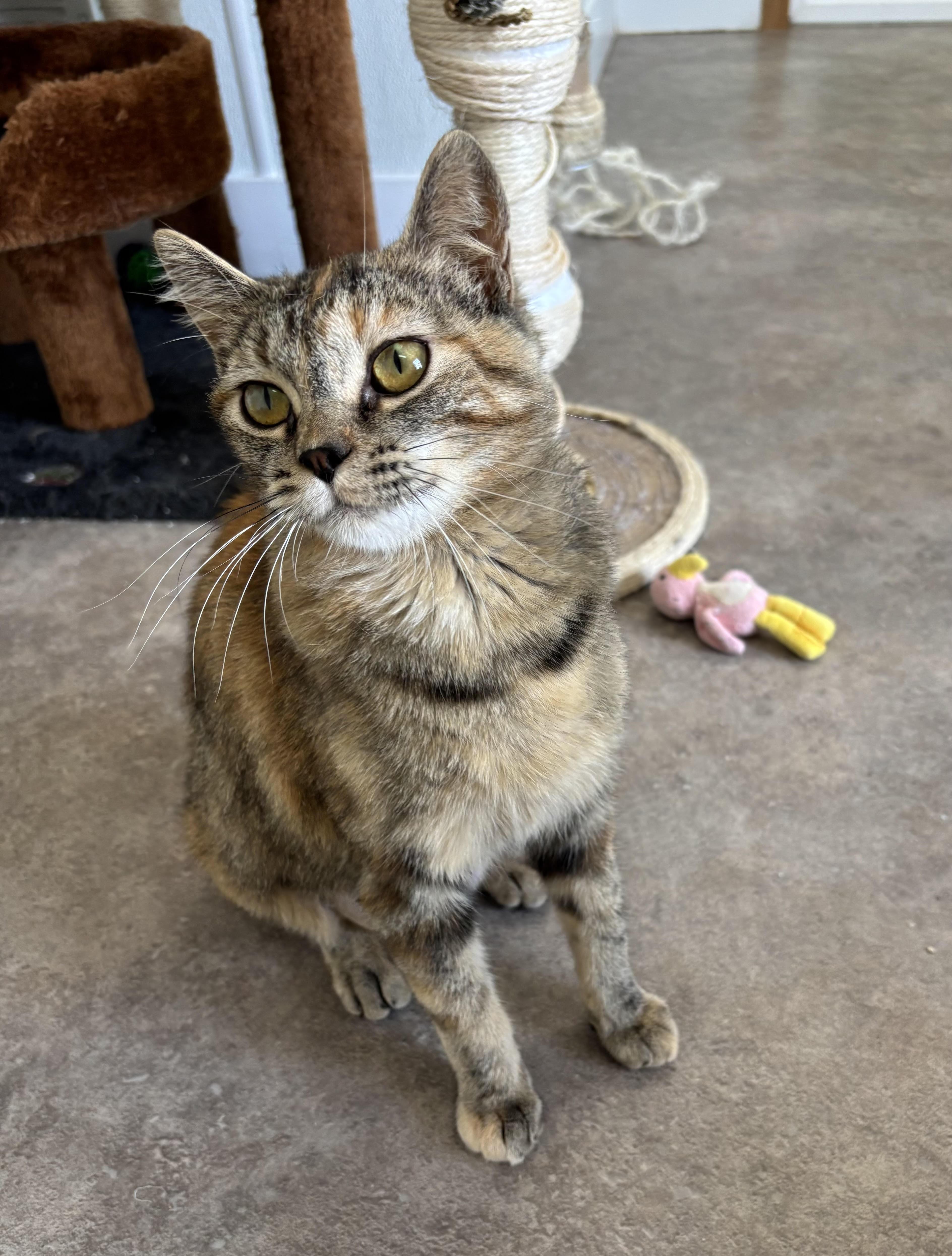 Curly fry, an adoptable Domestic Short Hair in Rock Springs, WY, 82901 | Photo Image 1