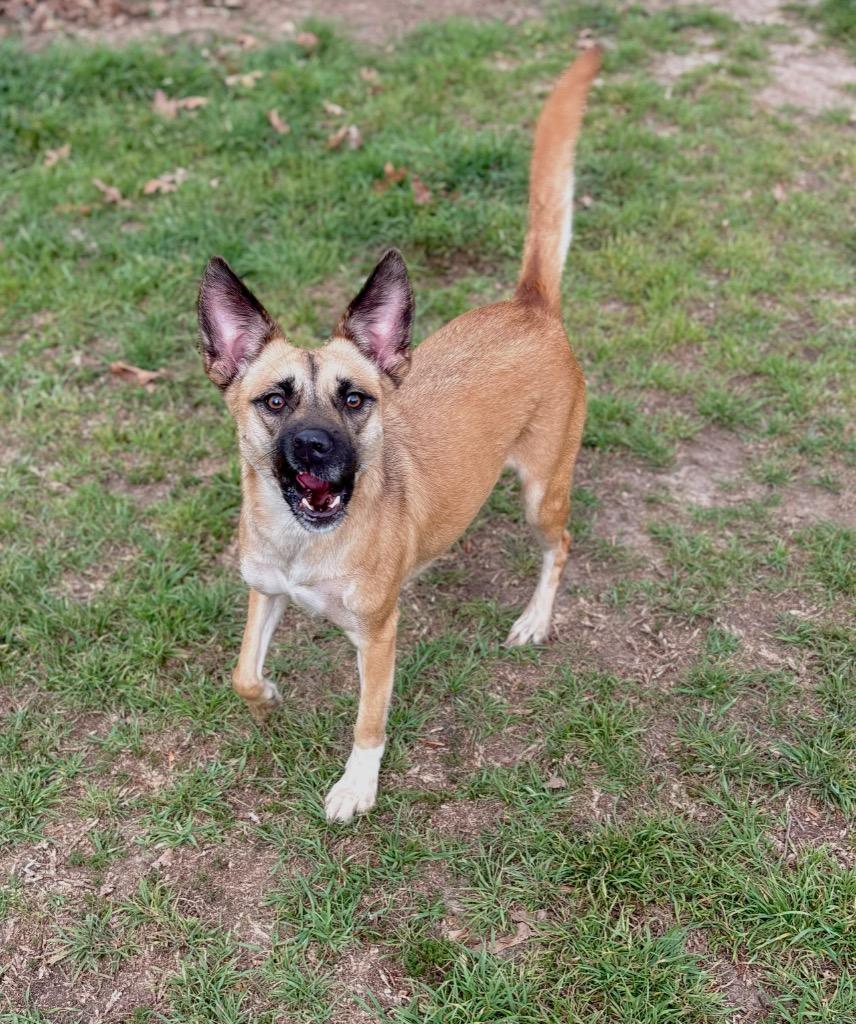 Birdie, Adoptable, Young Female Belgian Shepherd / Malinois.