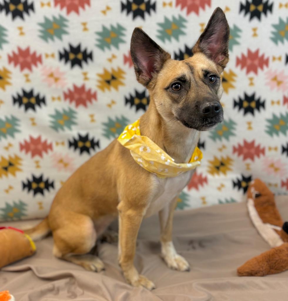 Enlarge Birdie, a Adoptable mixed breed in Nacogdoches, TX image 2/5