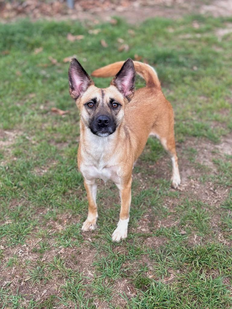 Enlarge Birdie, a Adoptable mixed breed in Nacogdoches, TX image 3/5