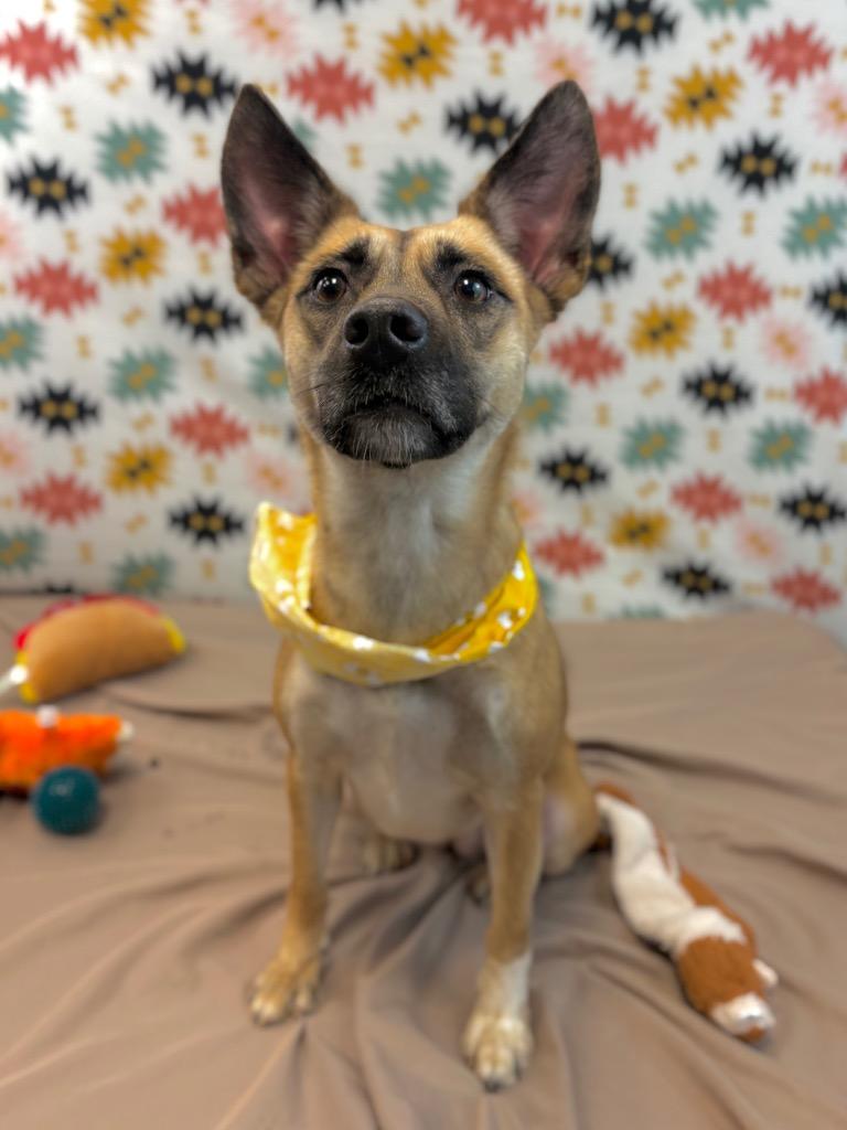 Enlarge Birdie, a Adoptable mixed breed in Nacogdoches, TX image 4/5