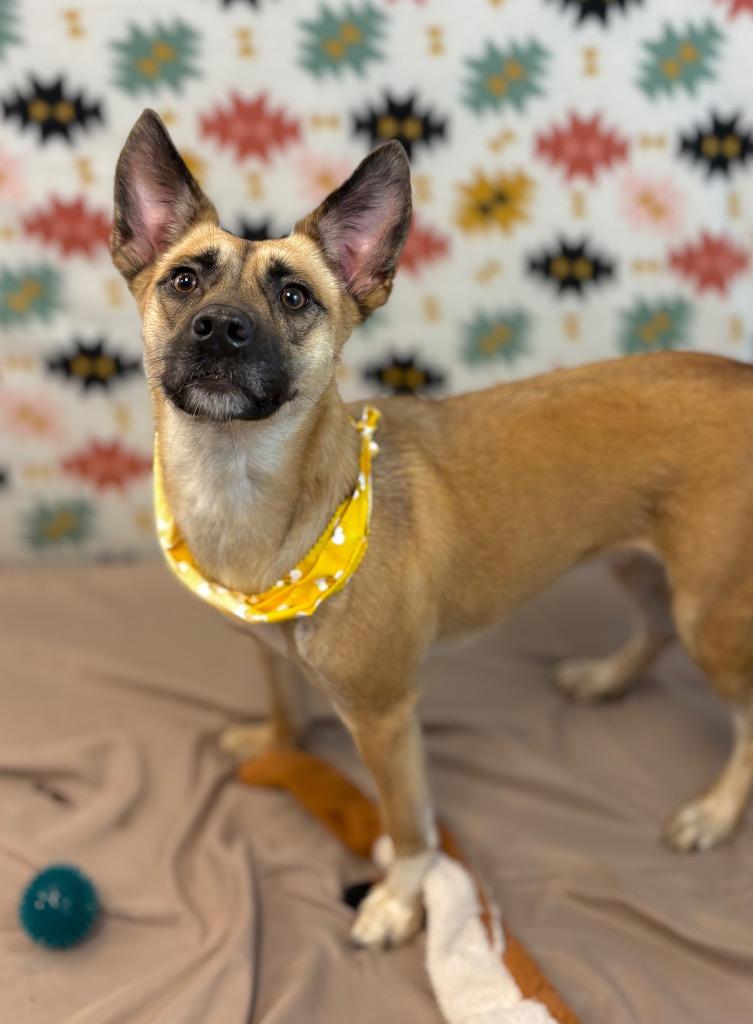 Enlarge Birdie, a Adoptable mixed breed in Nacogdoches, TX image 5/5