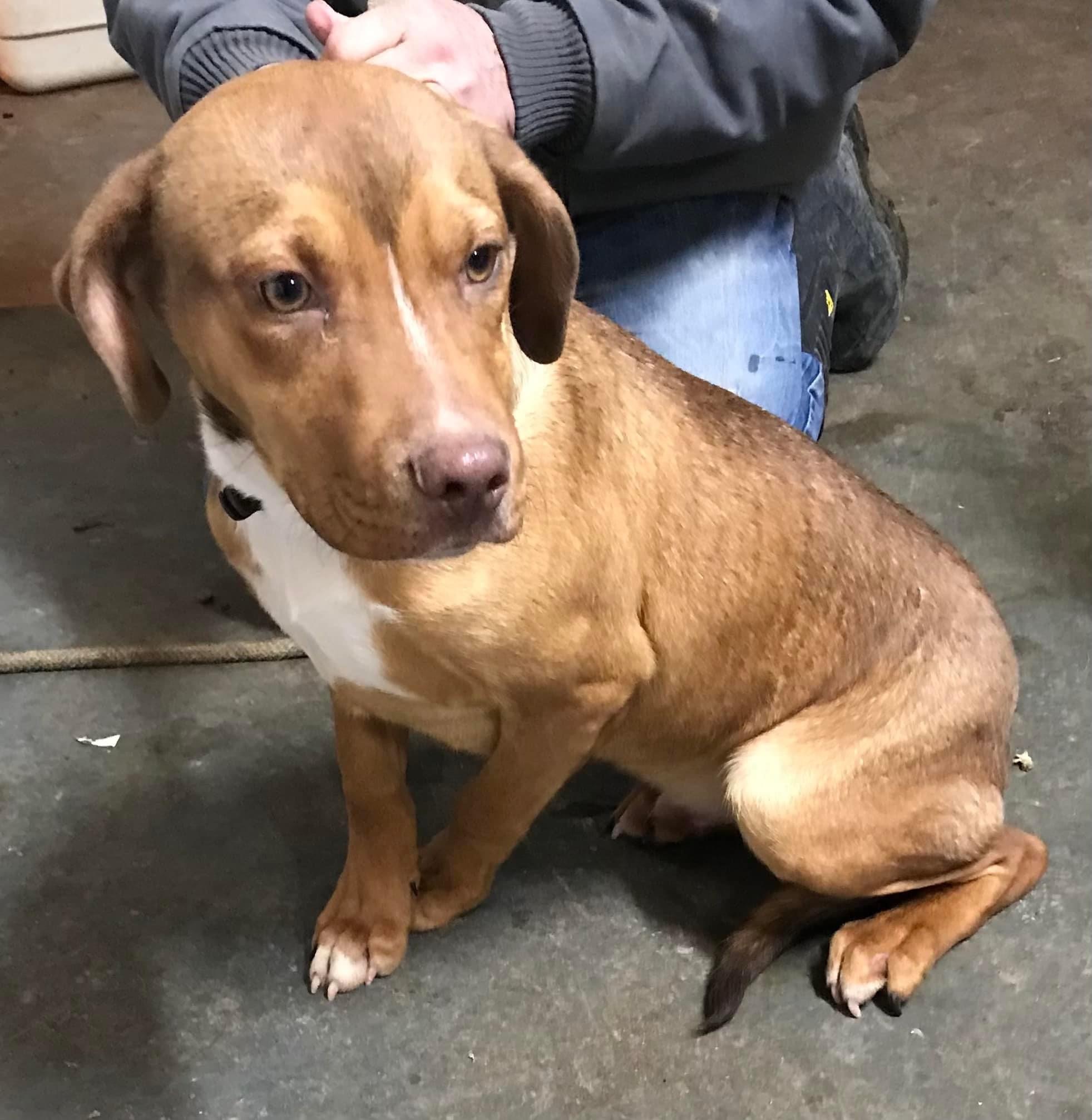 Enlarge Simon, a Adoptable Mixed Breed in Bruce, MS image 1/1