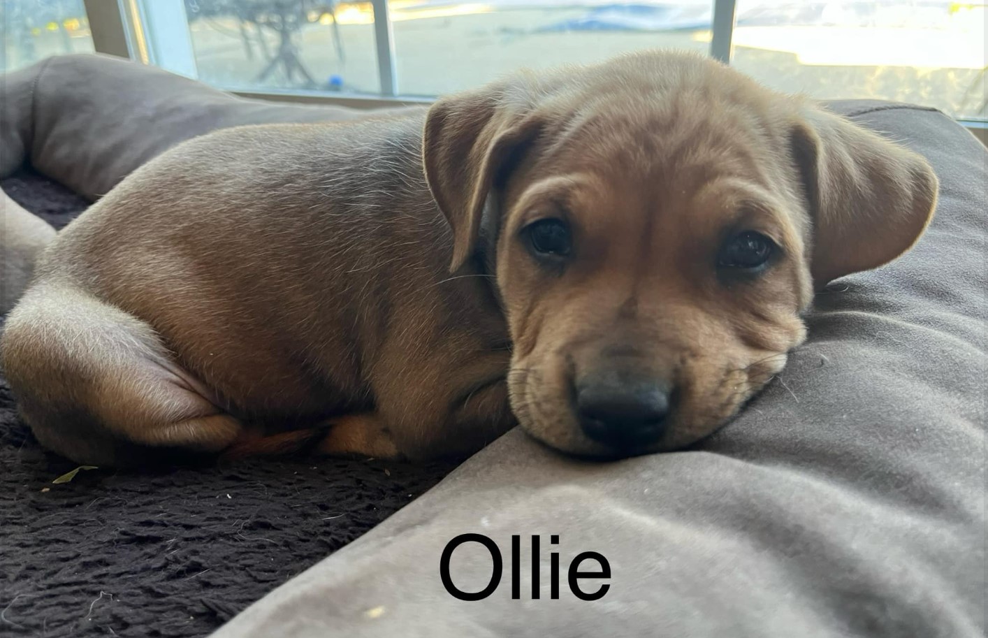Ollie