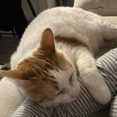 Susie-Foster, Adoptable, Senior Female Domestic Short Hair.