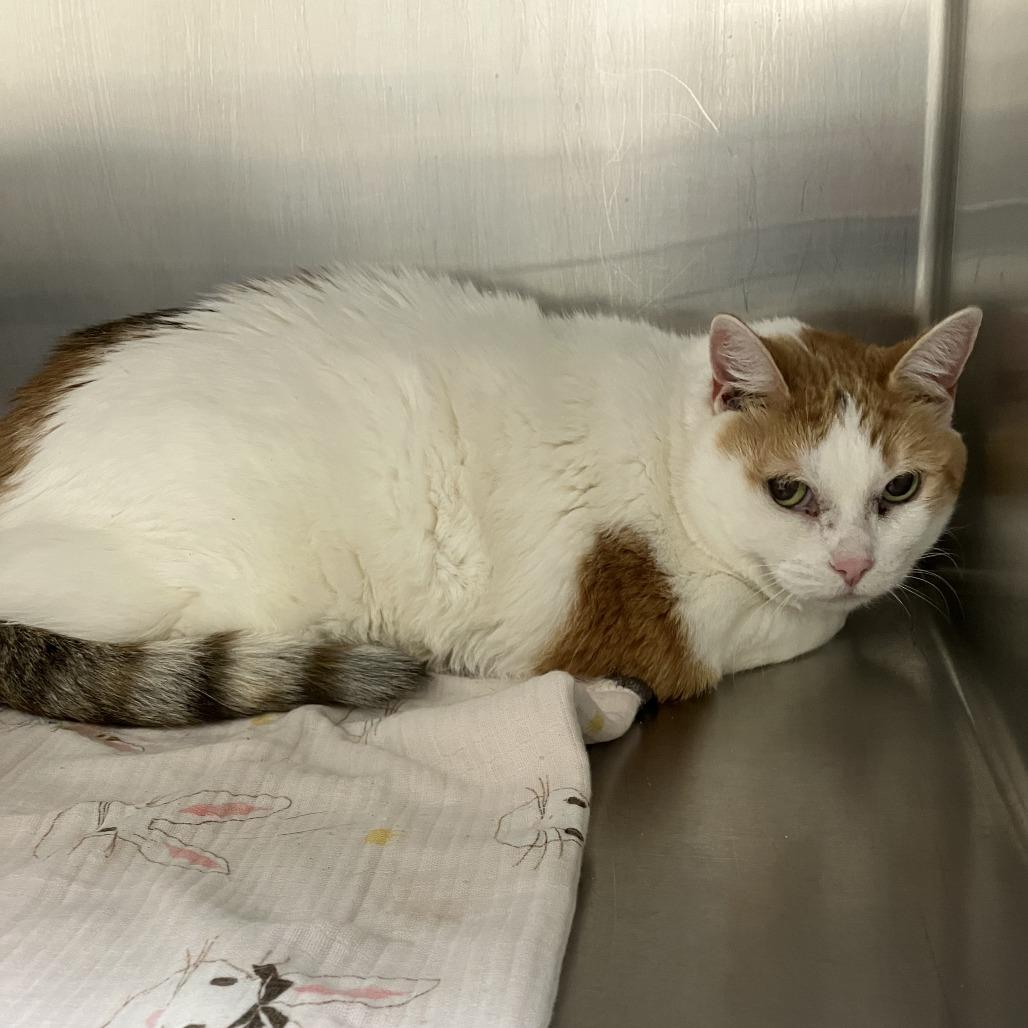 Enlarge Susie-Foster, a Adoptable Domestic Short Hair in Grand Rapids, MI image 2/6