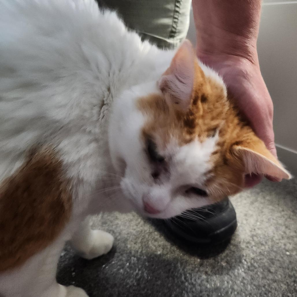 Enlarge Susie-Foster, a Adoptable Domestic Short Hair in Grand Rapids, MI image 3/6