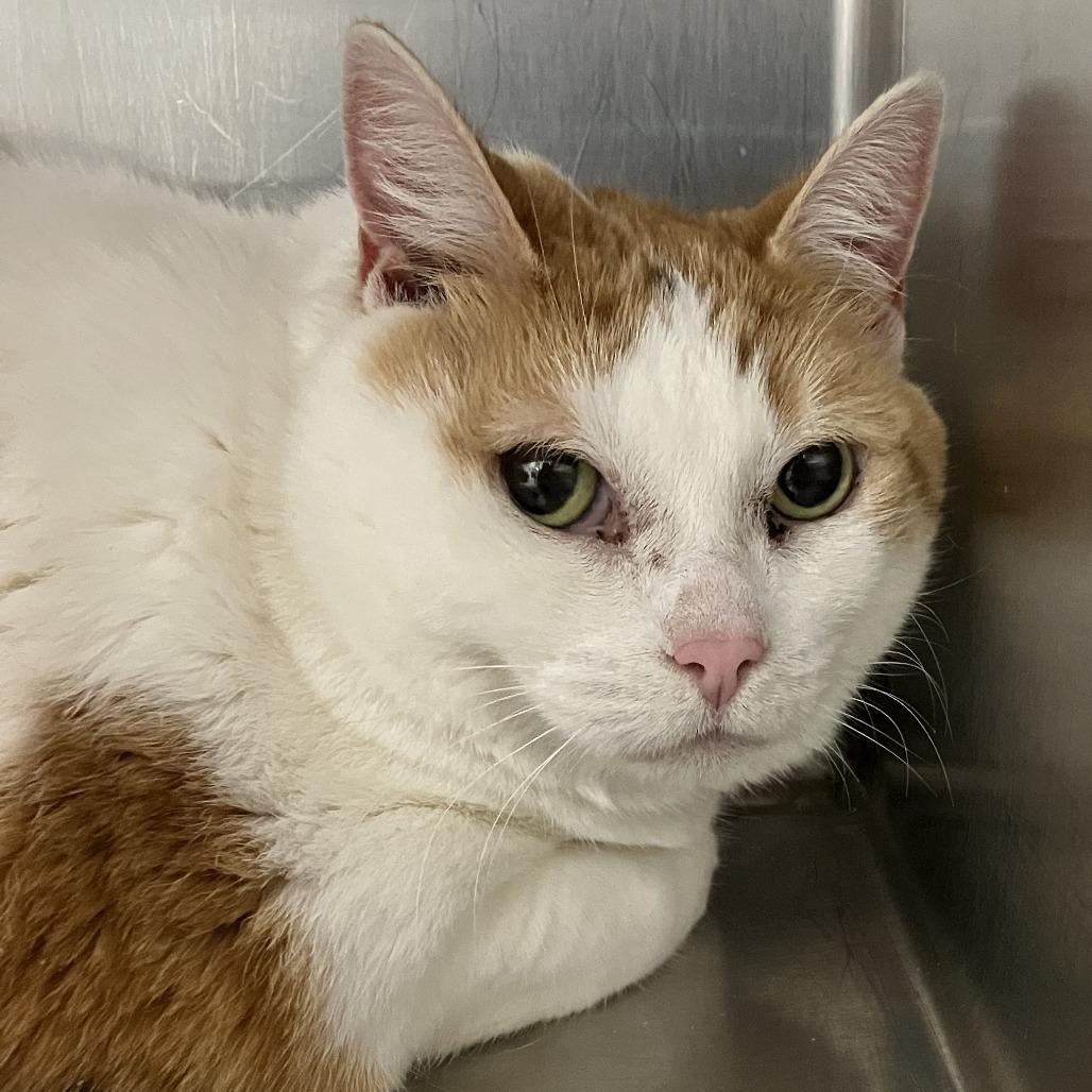 Enlarge Susie-Foster, a Adoptable Domestic Short Hair in Grand Rapids, MI image 4/6