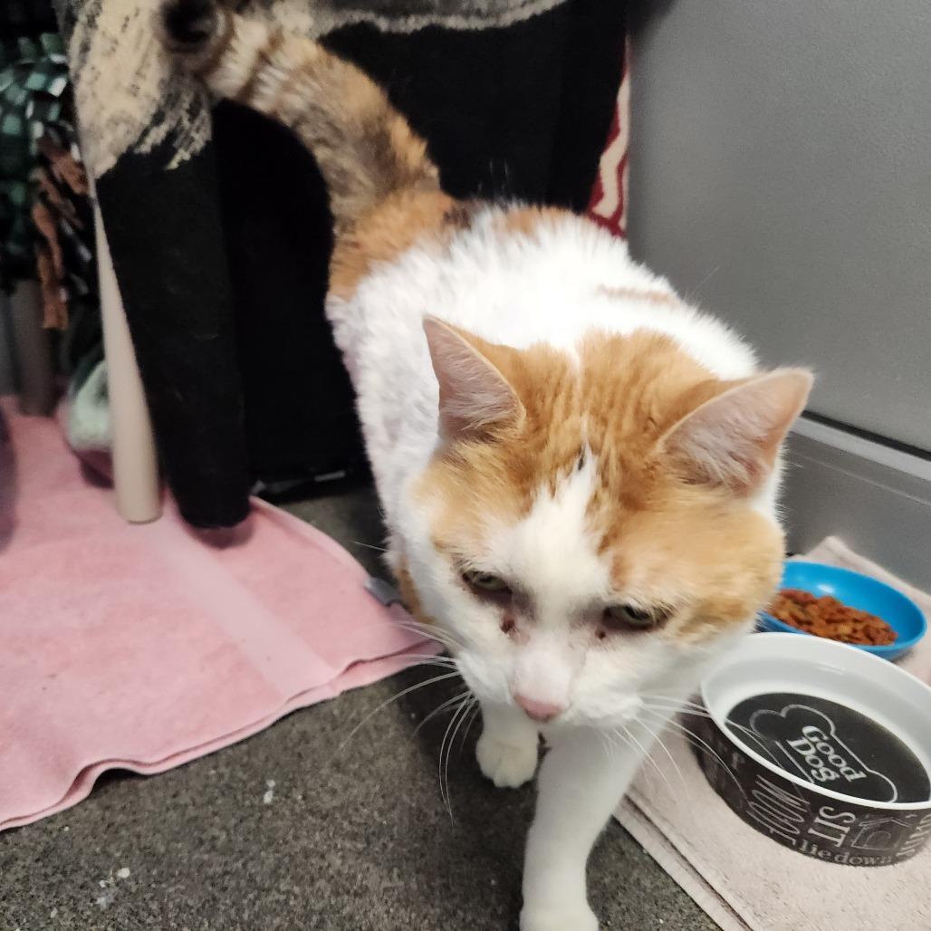 Enlarge Susie-Foster, a Adoptable Domestic Short Hair in Grand Rapids, MI image 5/6