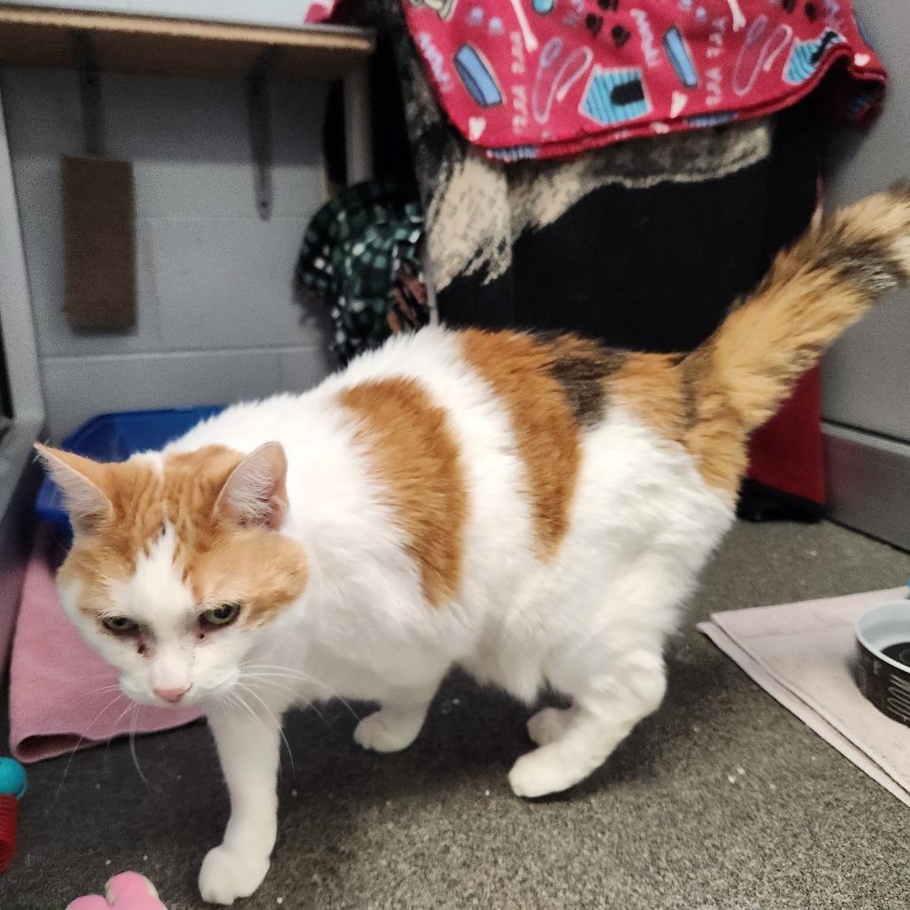 Enlarge Susie-Foster, a Adoptable Domestic Short Hair in Grand Rapids, MI image 6/6