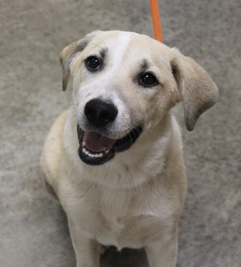 Chipmunk, Adoptable, Puppy Male Australian Shepherd & Australian Cattle Dog / Blue Heeler.