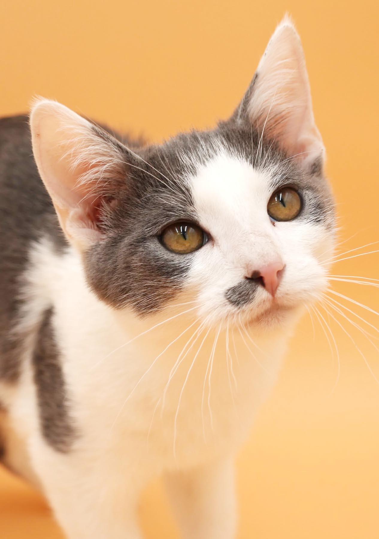 Peanut is DEFINITELY purrfect - therapy kitten - VIDEO - OLD ENOUGH TO GO SOLO, Adopted, Kitten Male Turkish Van & Russian Blue.