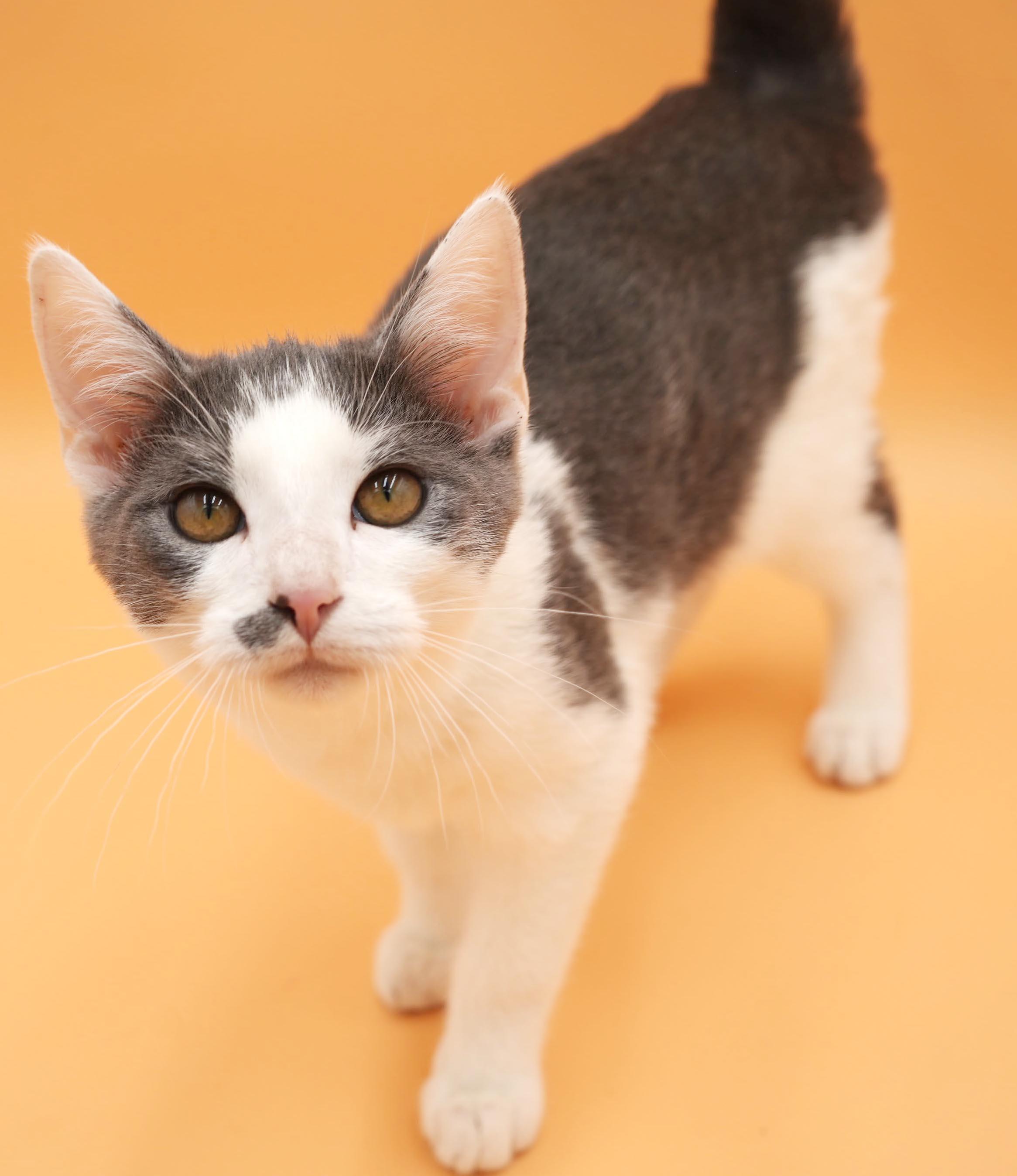 Enlarge Peanut is DEFINITELY purrfect - therapy kitten - VIDEO - OLD ENOUGH TO GO SOLO, a Adopted mixed breed in Bedford Hills, NY image 2/6