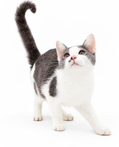Enlarge Peanut is DEFINITELY purrfect - therapy kitten - VIDEO - OLD ENOUGH TO GO SOLO, a Adopted mixed breed in Bedford Hills, NY image 5/6