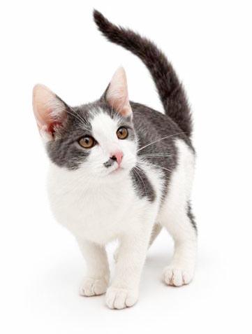 Enlarge Peanut is DEFINITELY purrfect - therapy kitten - VIDEO - OLD ENOUGH TO GO SOLO, a Adopted mixed breed in Bedford Hills, NY image 6/6