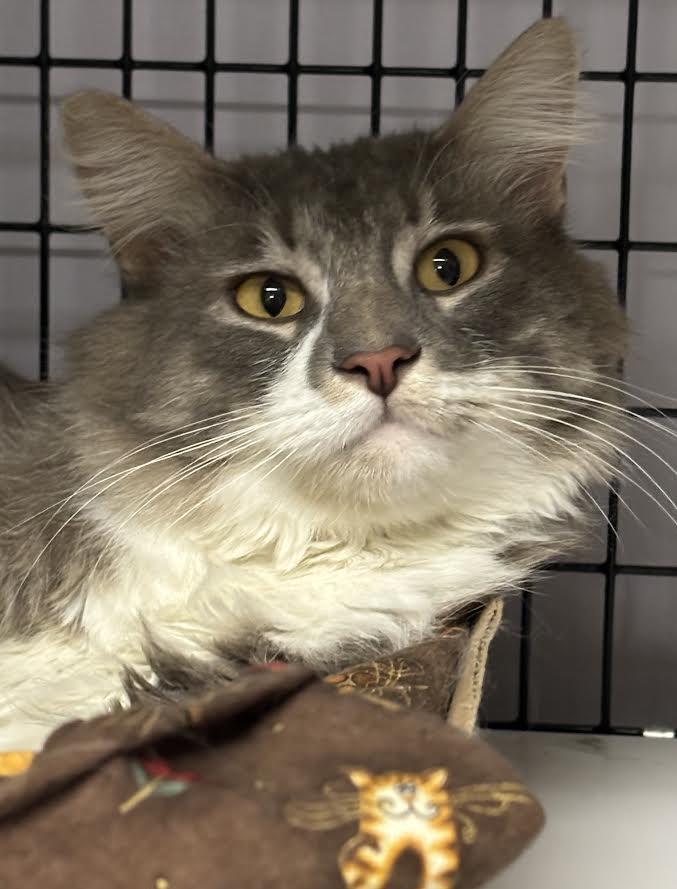 Grey Guy One, ADOPTABLE, Adult Male Domestic Medium Hair.